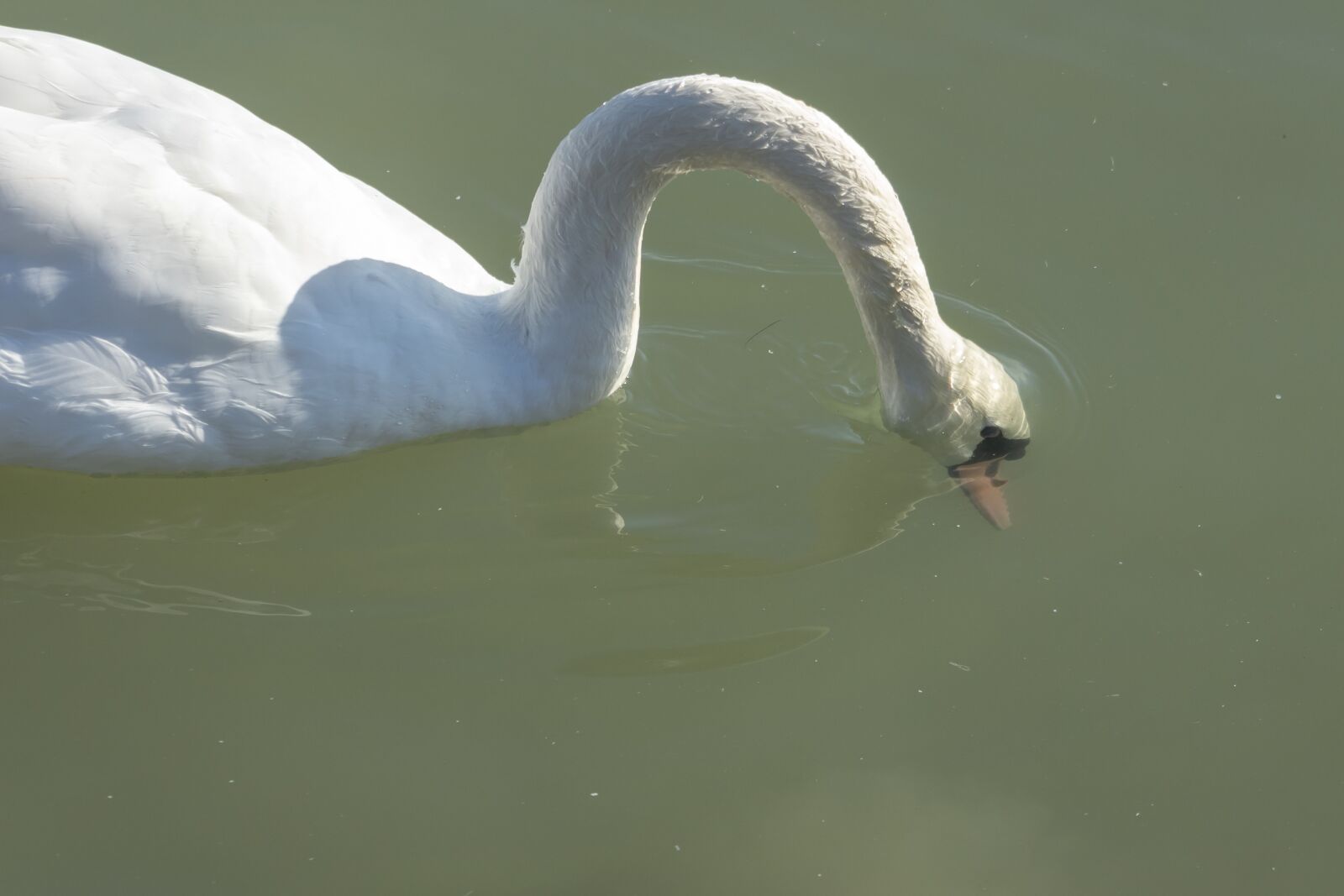 Canon EF75-300mm f/4-5.6 sample photo. Mute swan, bird, swim photography