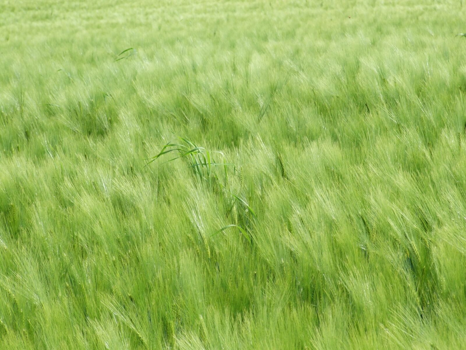 Fujifilm FinePix S6500fd sample photo. Field, green, country photography