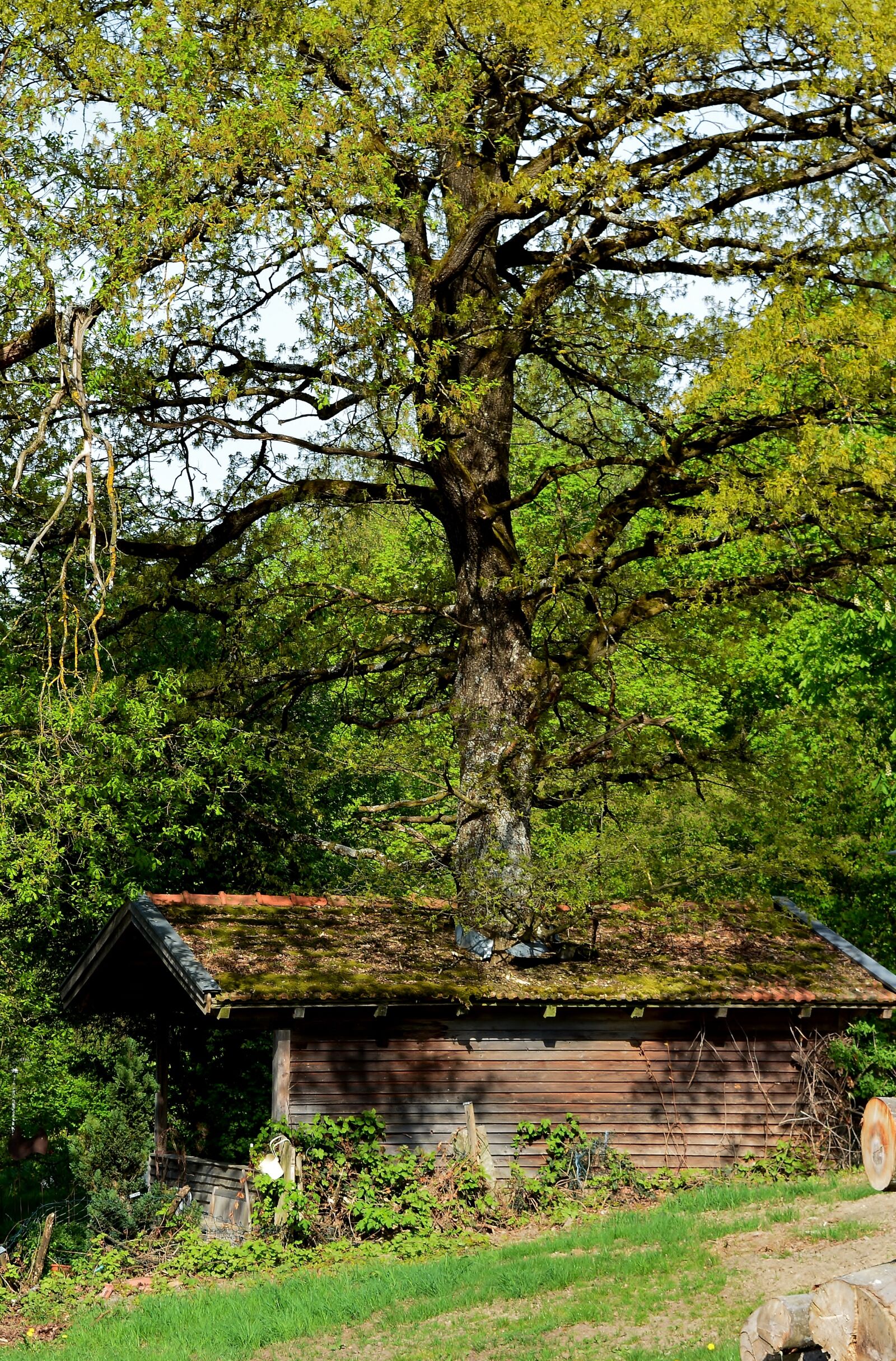 Nikon D5200 sample photo. Treehouse, strange photography