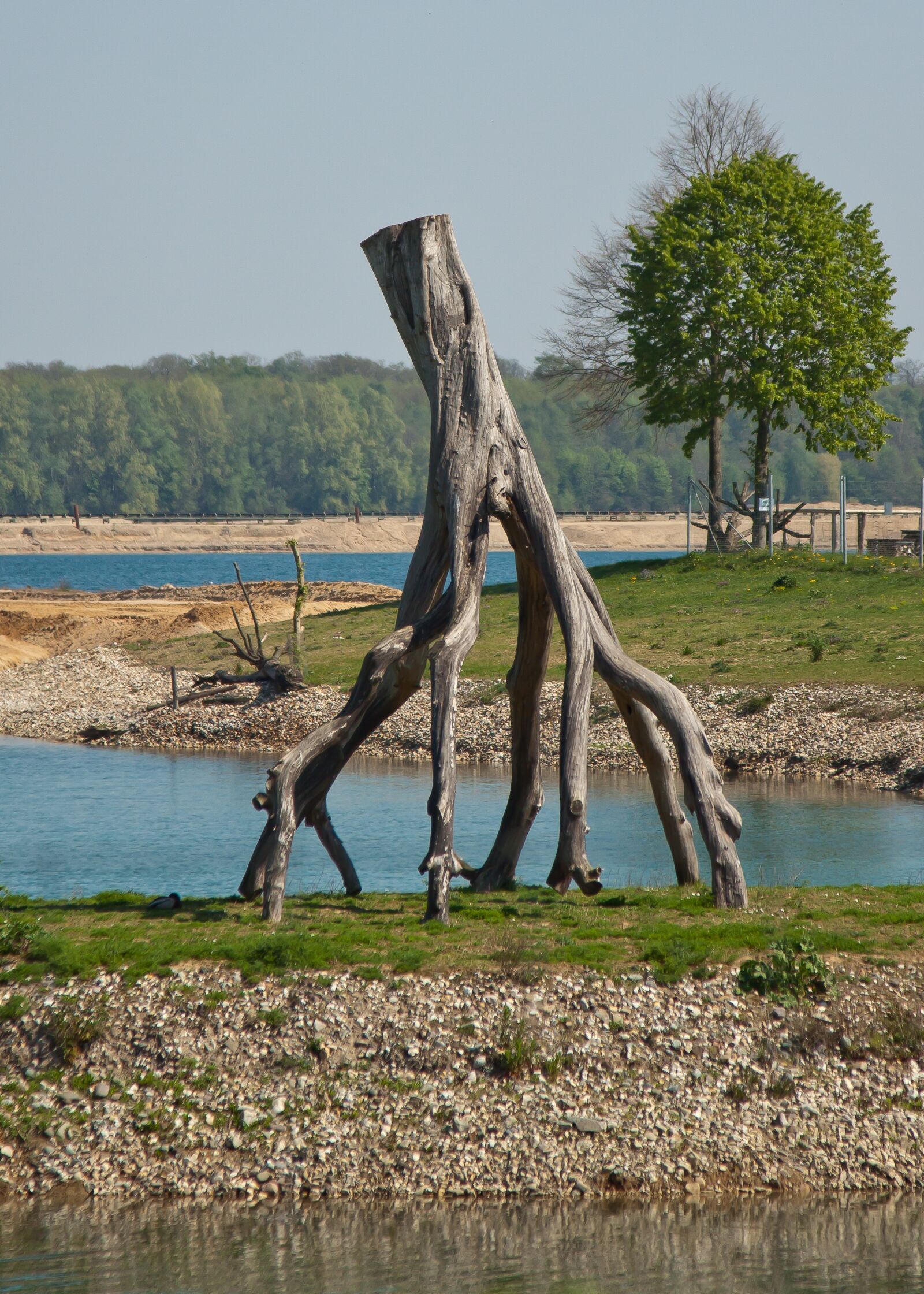 Canon EOS 50D sample photo. Tree, root, nature photography