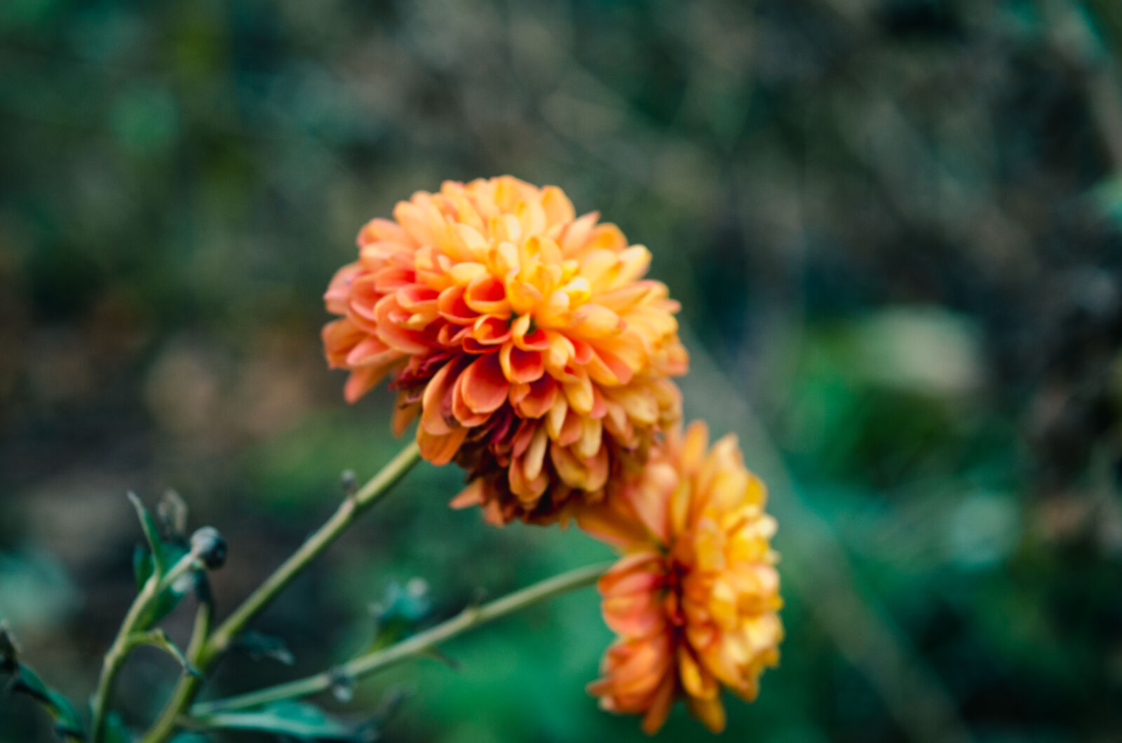 Nikon D7000 sample photo. Botanical, garden, durham, flower photography