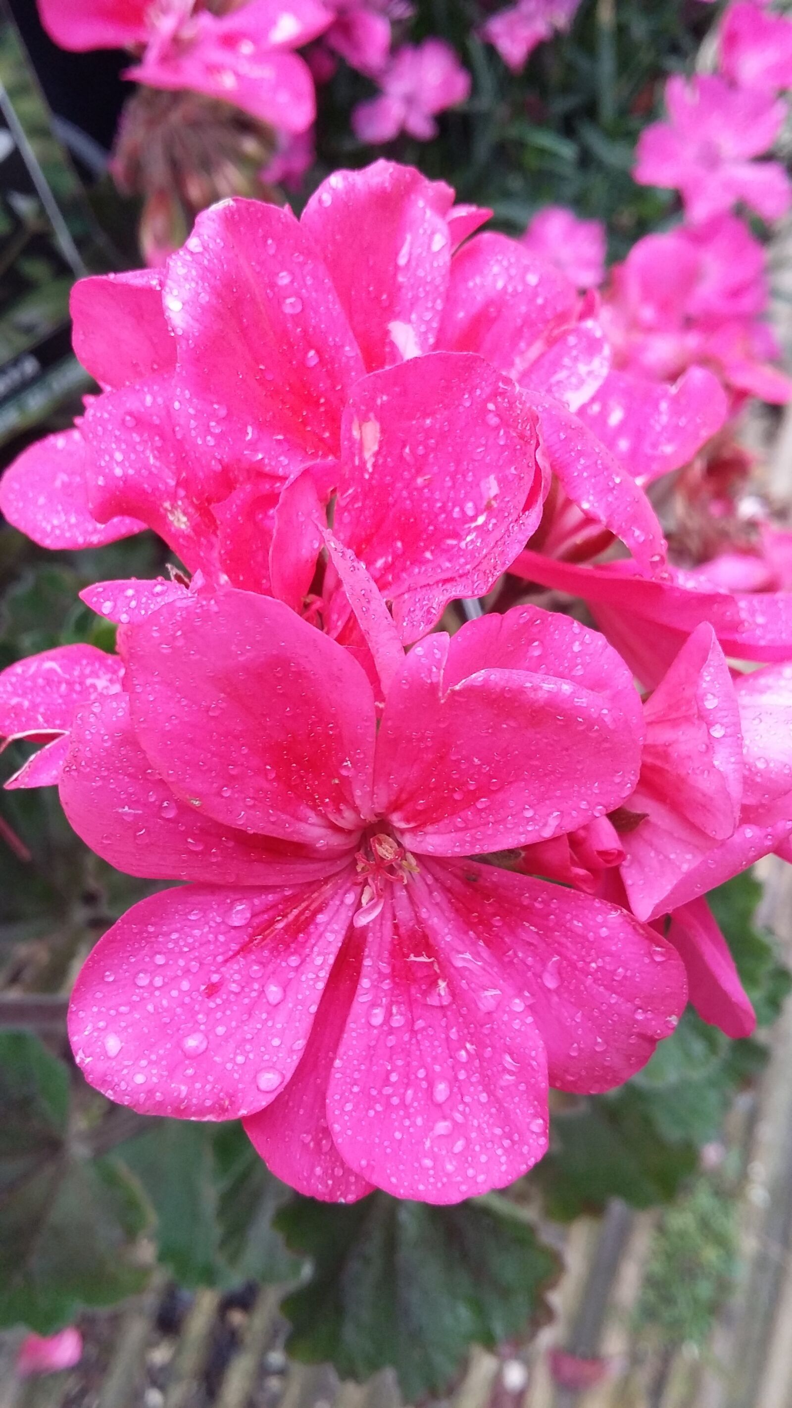 Samsung Galaxy A3 sample photo. Pink flowers, nature, morning photography