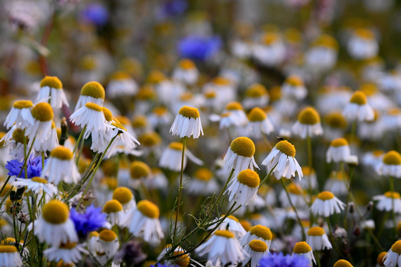 Nikon D500 sample photo. Chamomile, petals, flowers photography