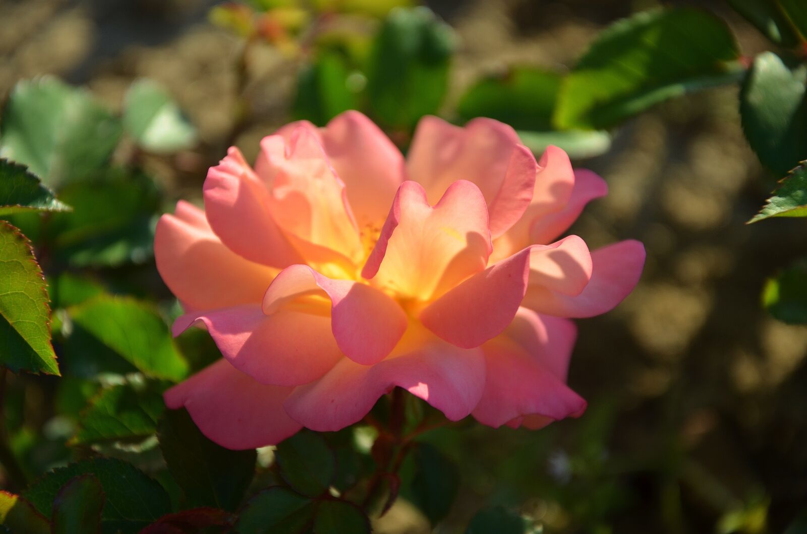 Nikon D7000 sample photo. Rose, flower, blossom photography