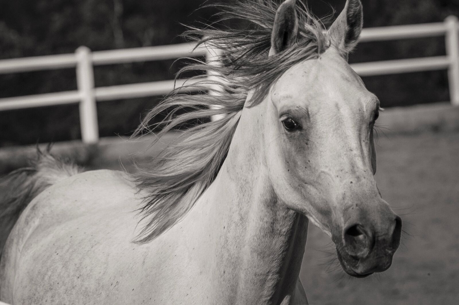 Nikon D2X sample photo. Horse, animal, equine photography