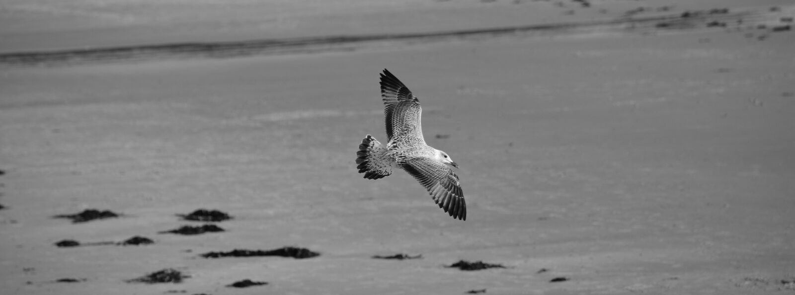 Nikon D7100 sample photo. Beach, bird, bird, of photography
