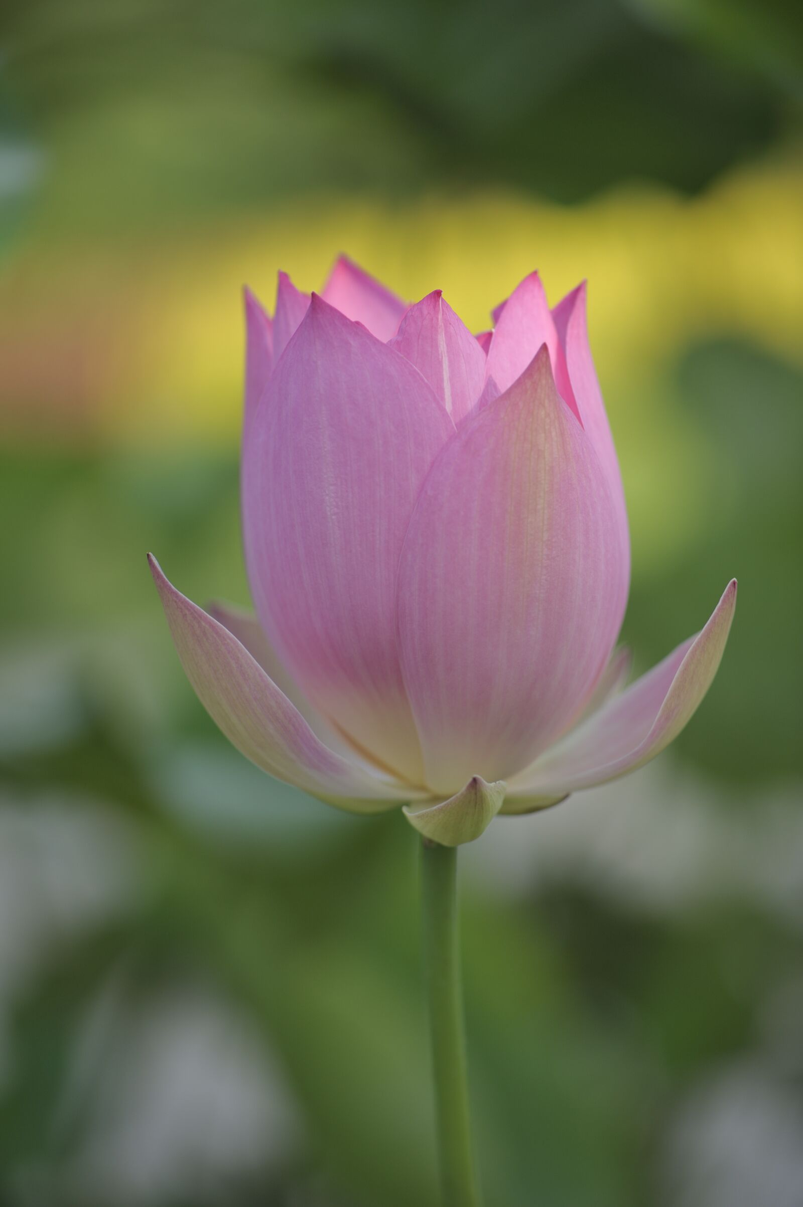 Nikon D700 sample photo. Lotus, blossom, flowers photography