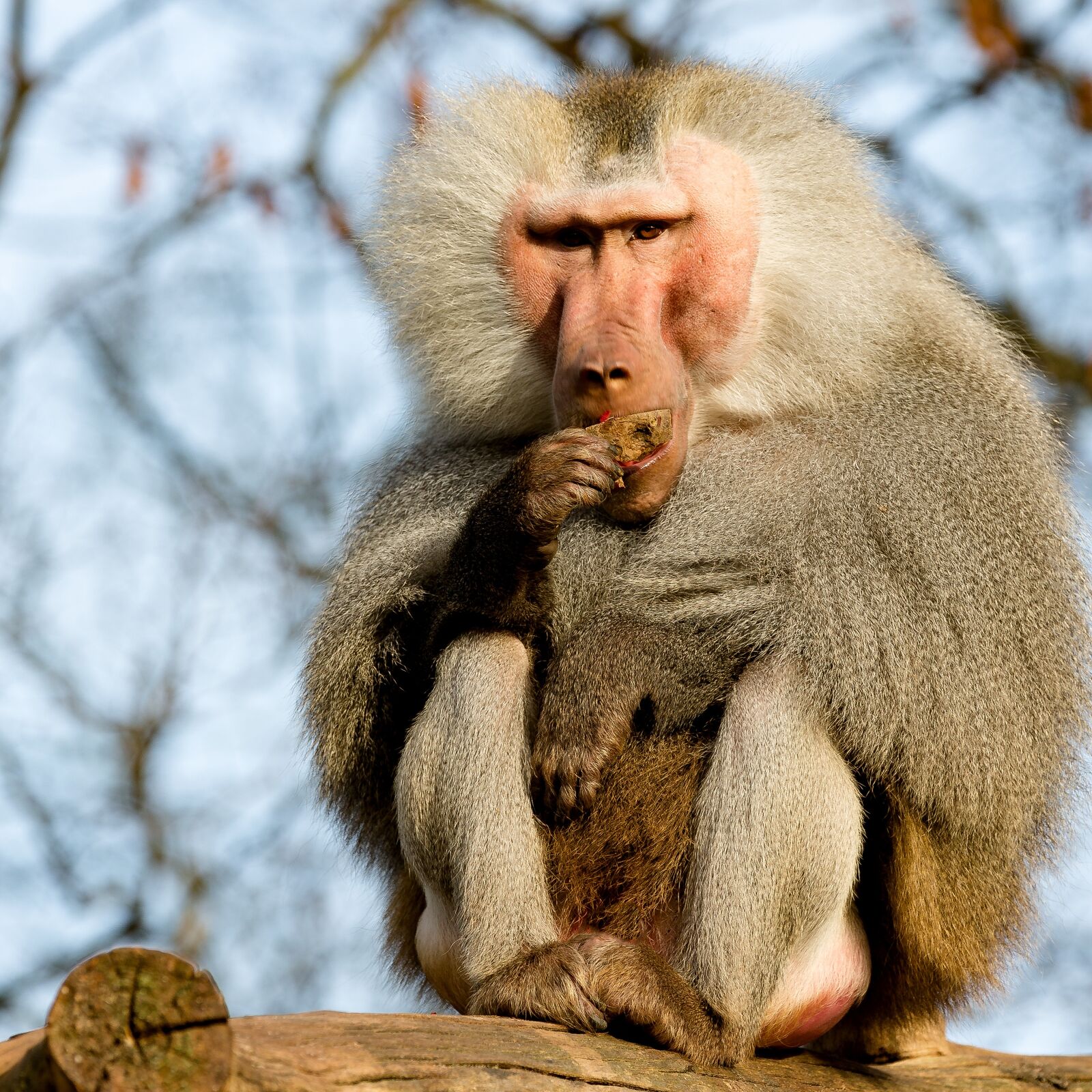 Canon EOS 5D Mark III sample photo. Baboon, monkey, krefeld photography