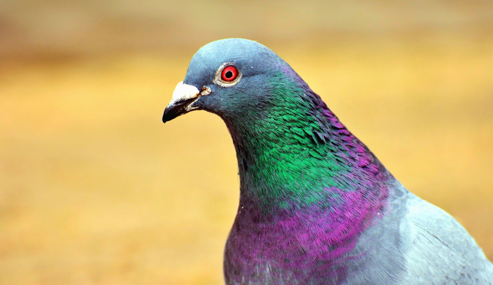 Nikon D5200 sample photo. Pigeon, bird, feather, beak photography