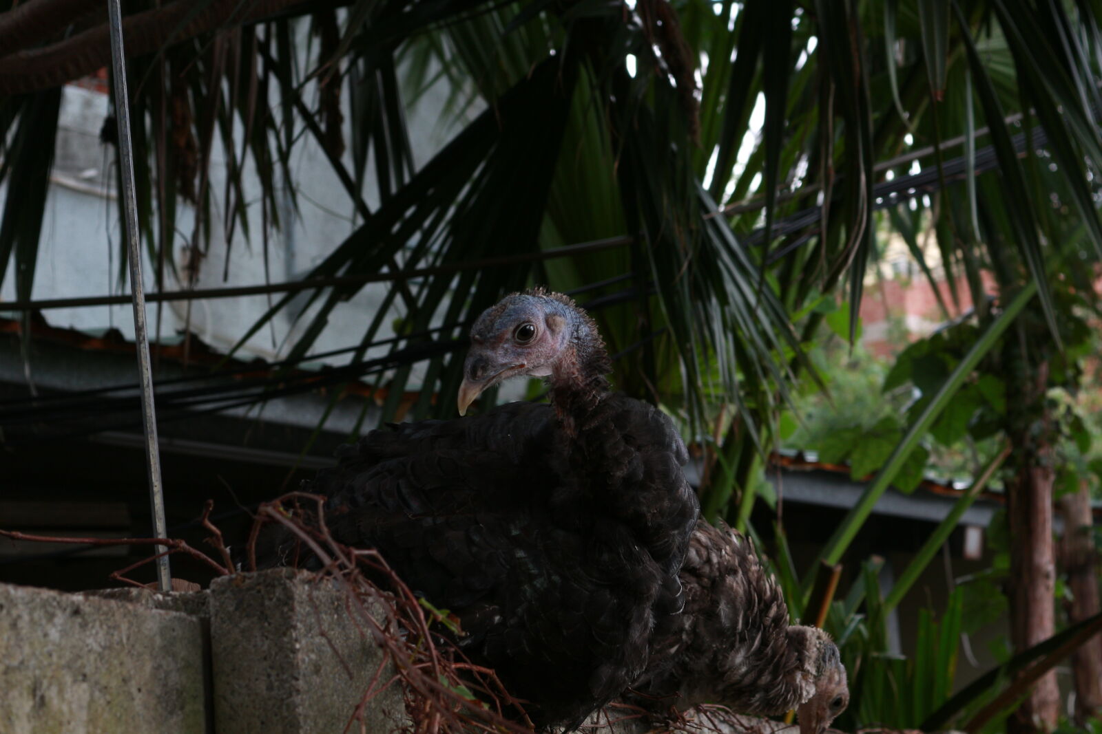 Canon EOS M sample photo