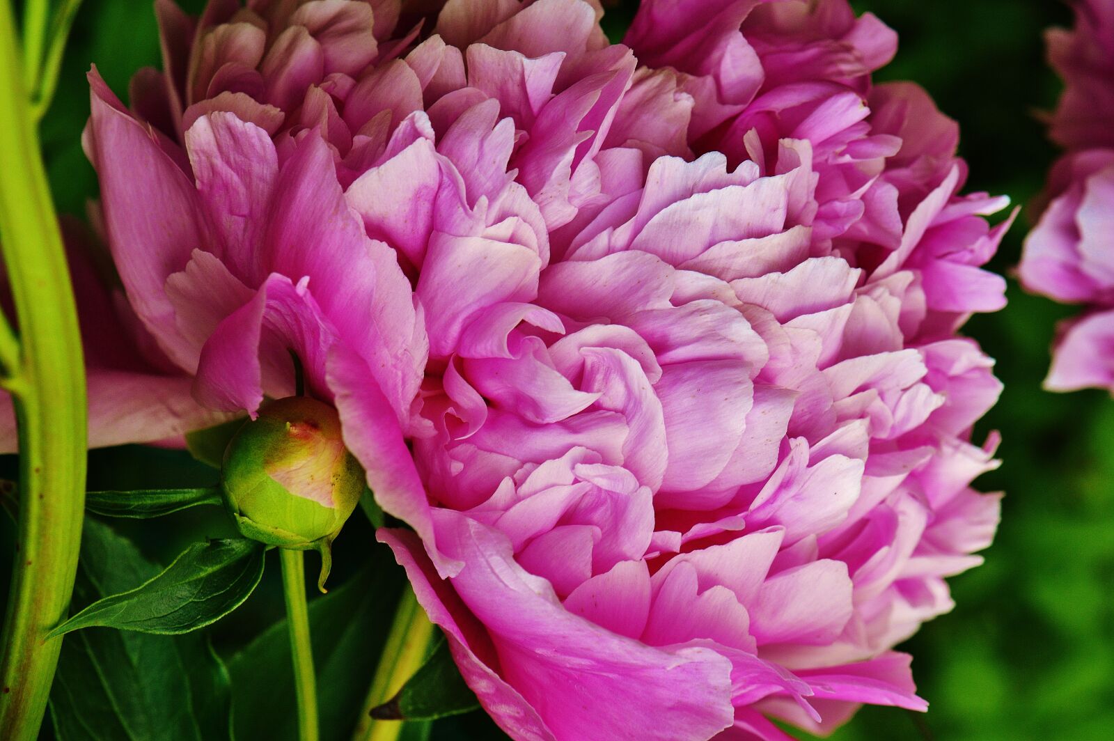 Nikon D3200 sample photo. Peony, flower, pink photography