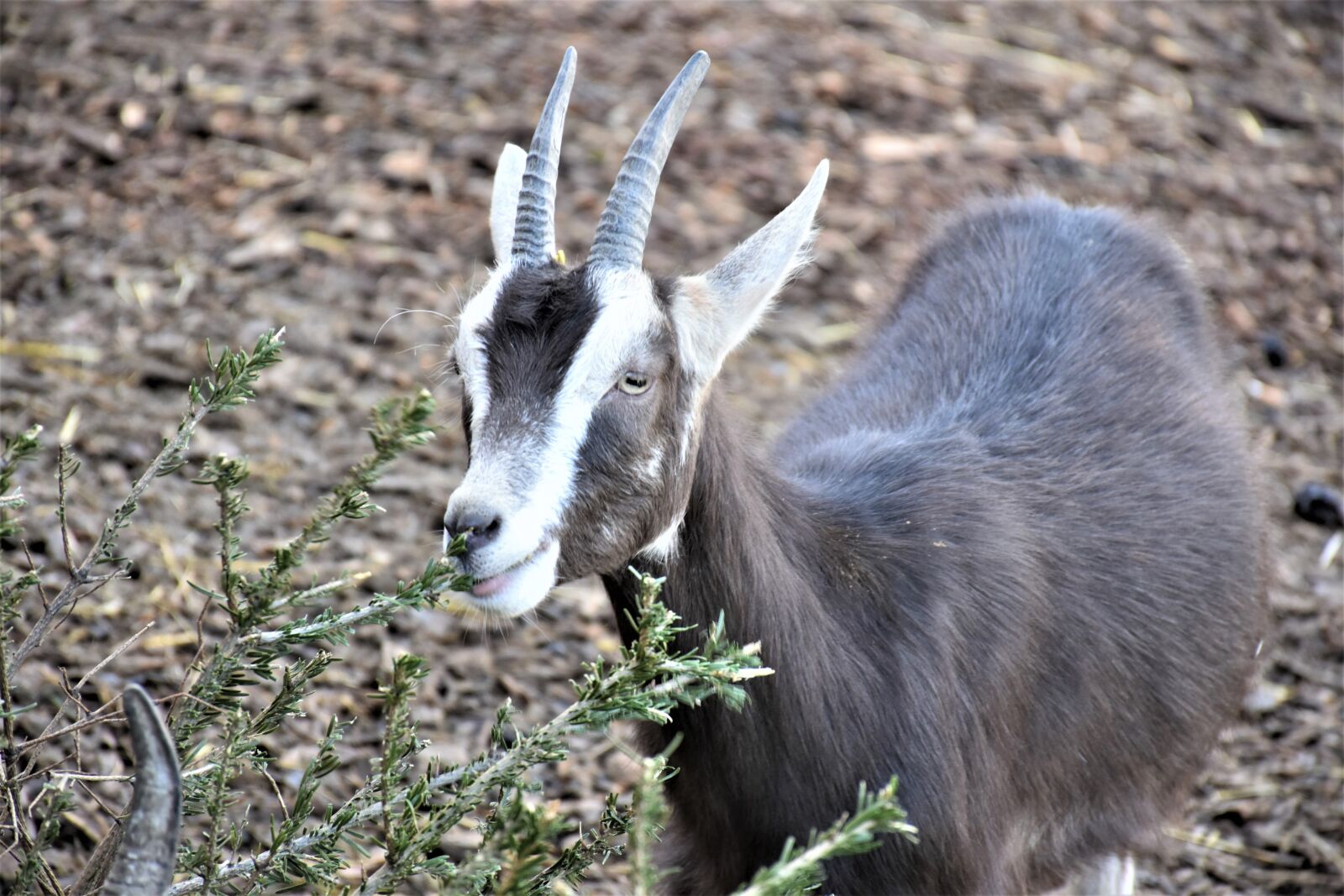 Nikon D7200 sample photo. Goat, livestock, animal photography