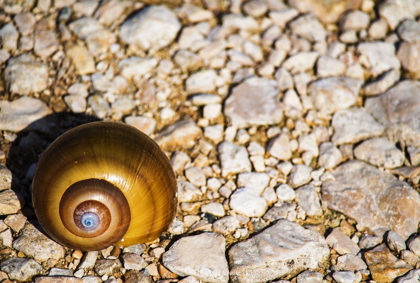 Canon EOS 1100D (EOS Rebel T3 / EOS Kiss X50) sample photo. Stones, snail, color photography