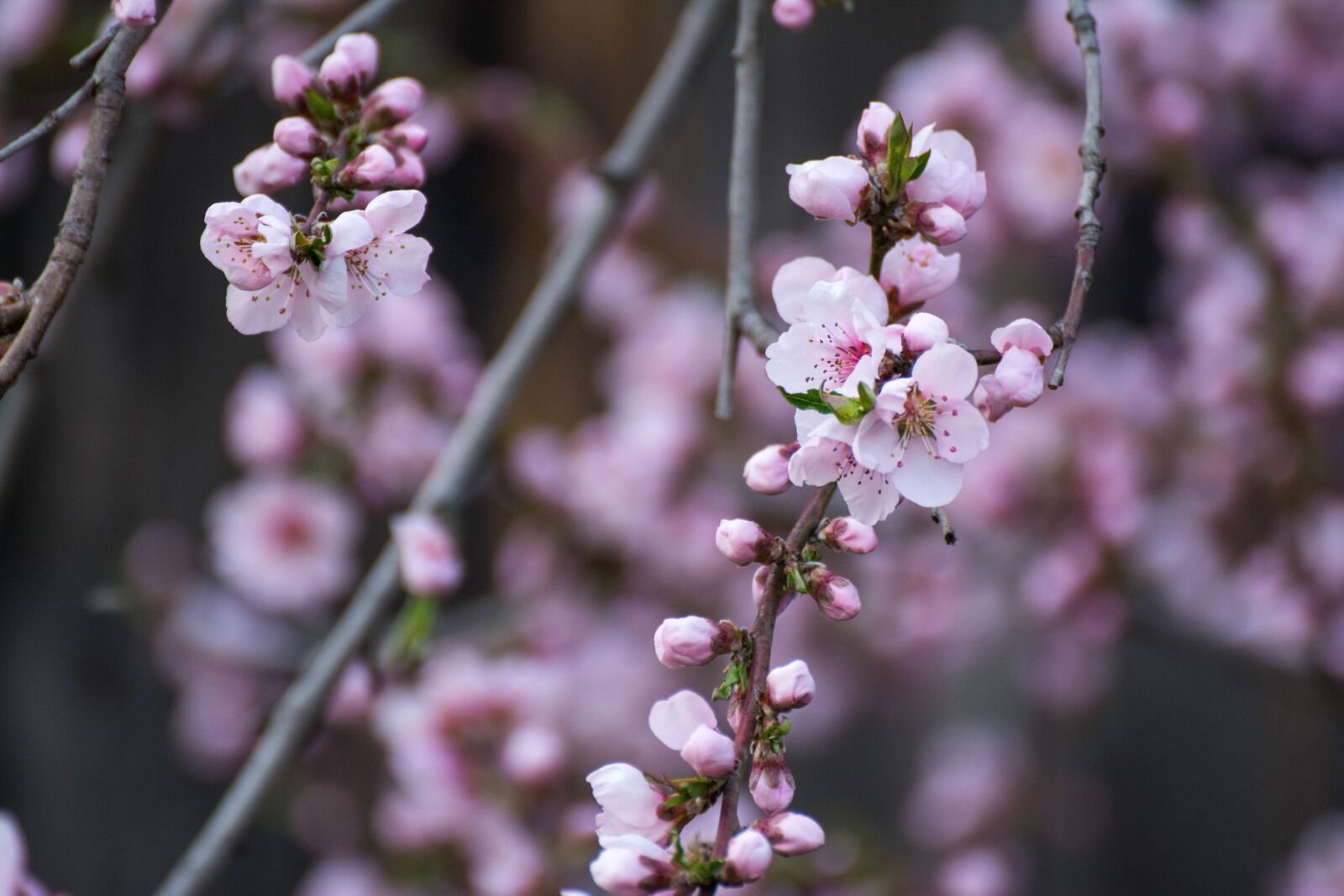 Tamron SP 70-300mm F4-5.6 Di VC USD sample photo. Nectarine, spring, pink photography