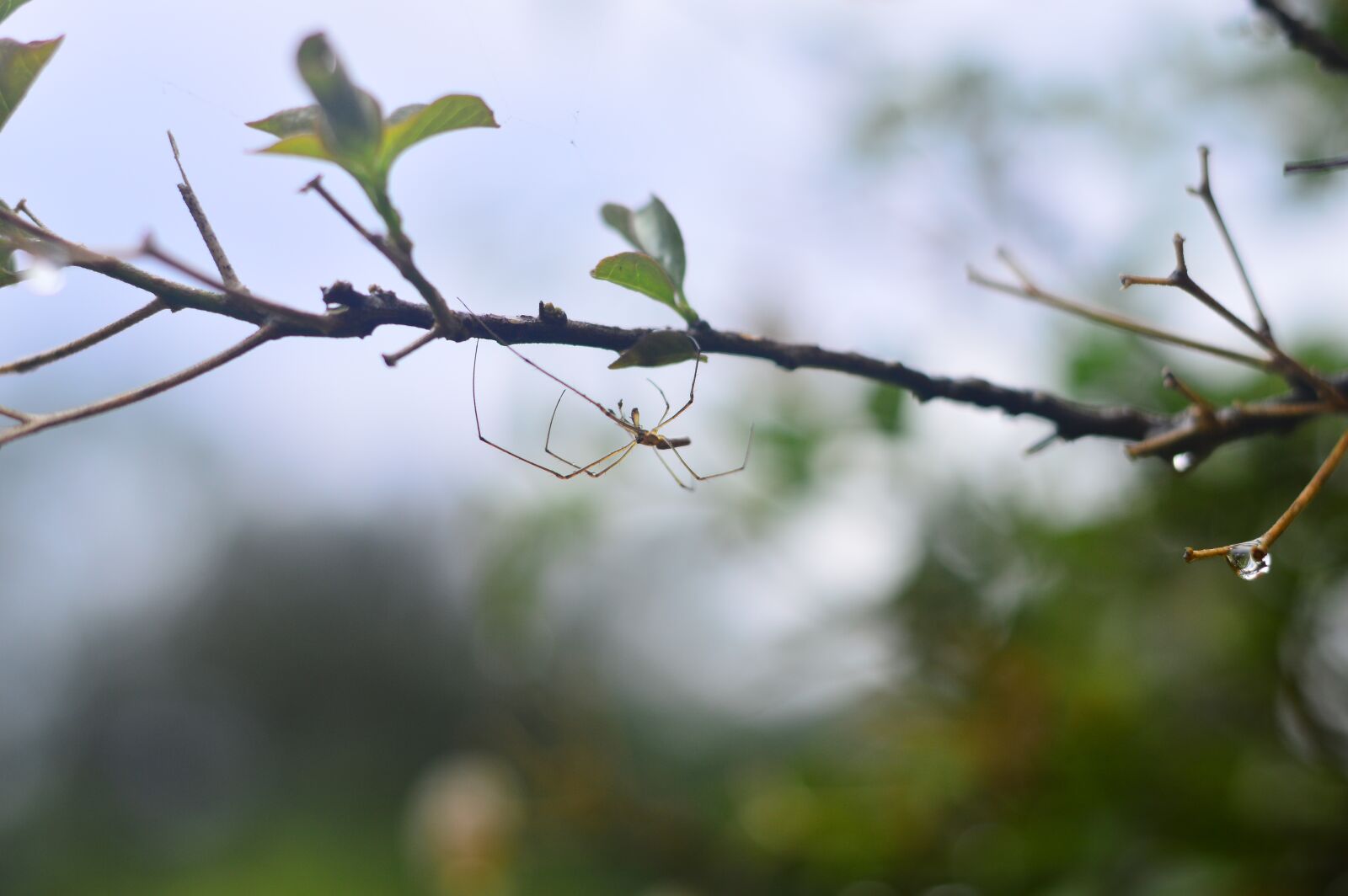 Nikon D3200 sample photo. Xin, ya, shu photography
