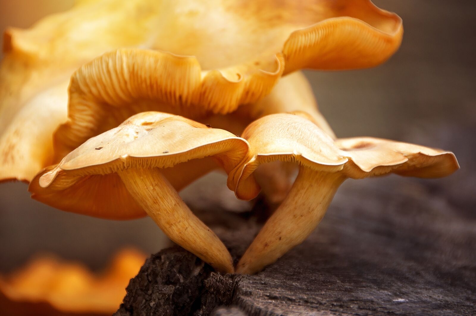 Nikon D90 sample photo. Toadstools, fungus, mushroom photography