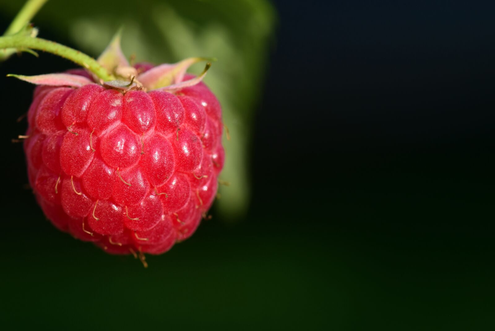 Nikon D3300 sample photo. Raspberry, fruit, berry photography