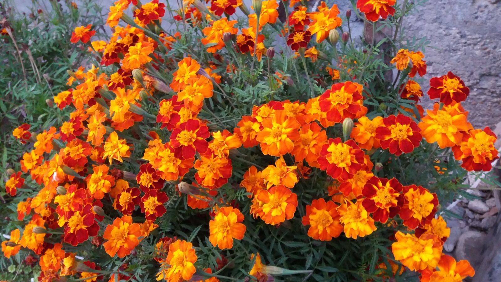 Samsung Galaxy J5 sample photo. Colors of autumn, flowers photography
