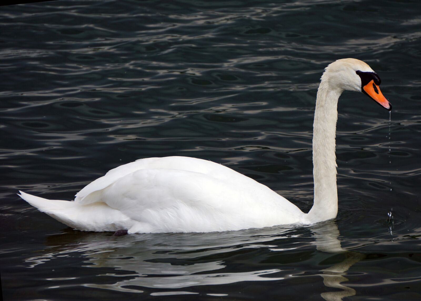 Sony E 55-210mm F4.5-6.3 OSS sample photo. Mute swan, swan, bird photography