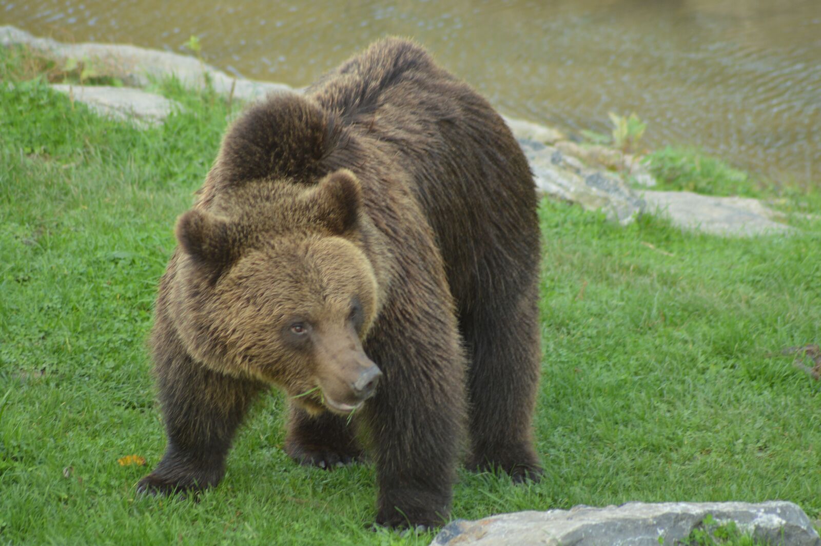 Nikon D3200 sample photo. Animal, bear, big photography