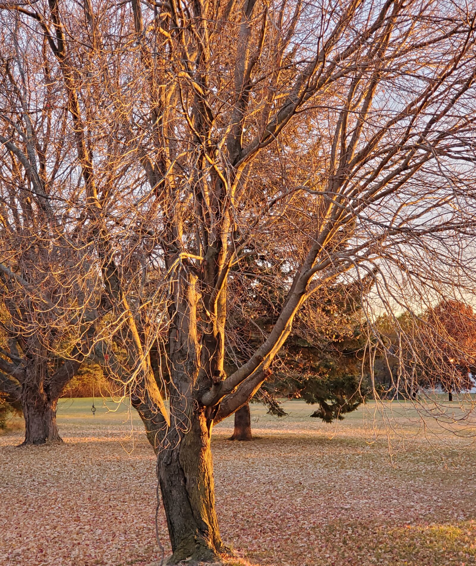 Samsung Galaxy S10 sample photo. Sunlight, trees, scenery photography