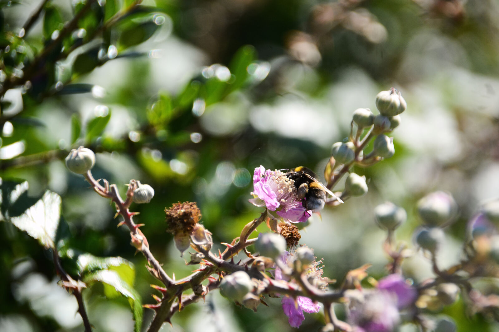 Nikon D5200 sample photo. Animalier, butinage, faune, fleur photography
