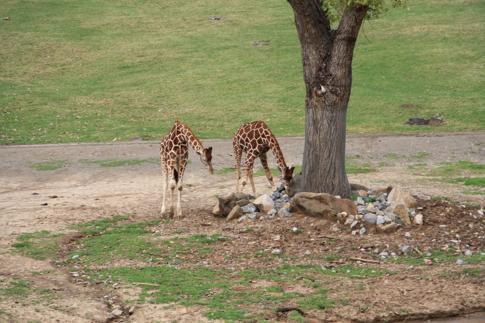 Canon EOS 1000D (EOS Digital Rebel XS / EOS Kiss F) sample photo. San, diego, wildlife photography