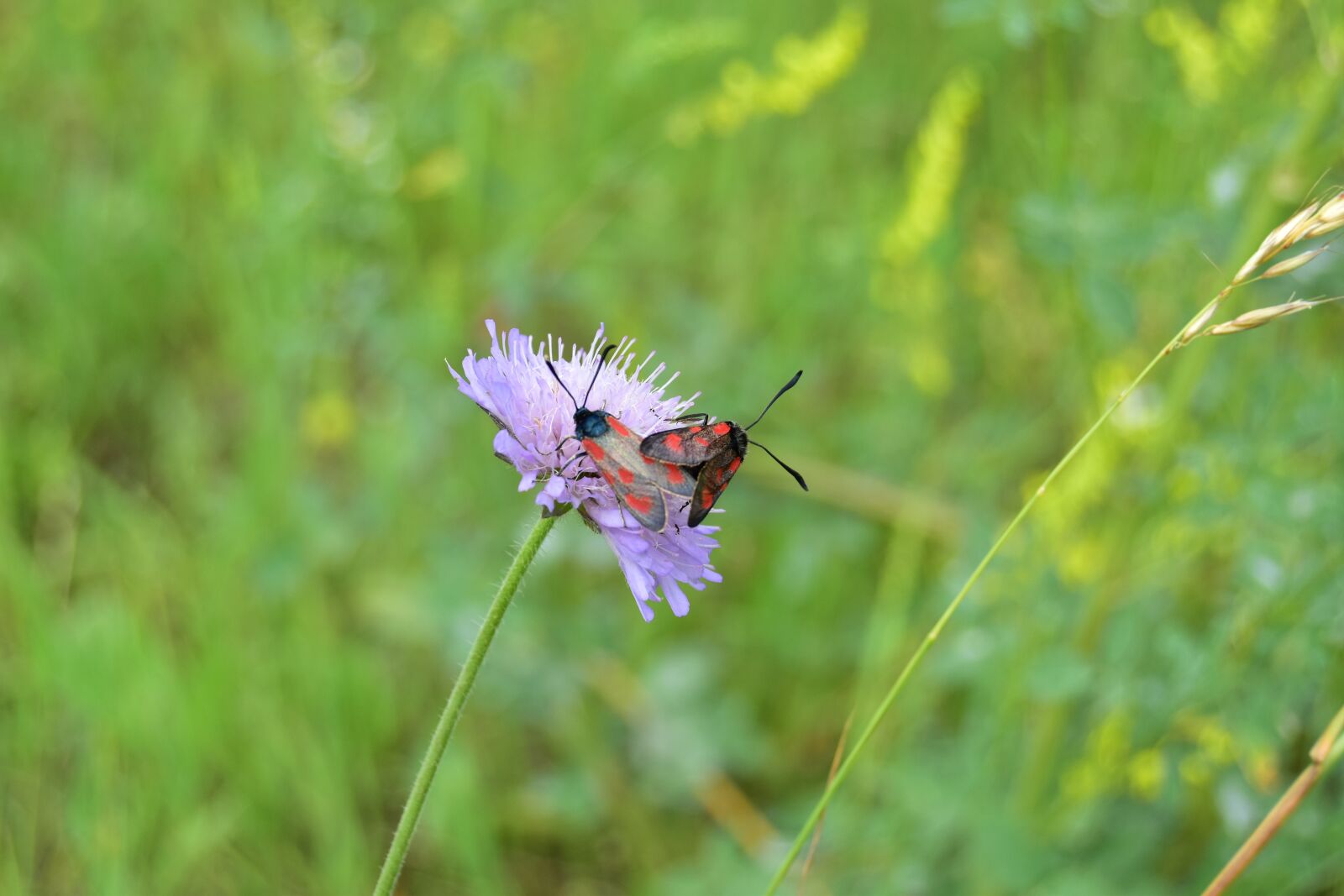 Nikon D5600 sample photo. Butterflies, insect, lovers photography