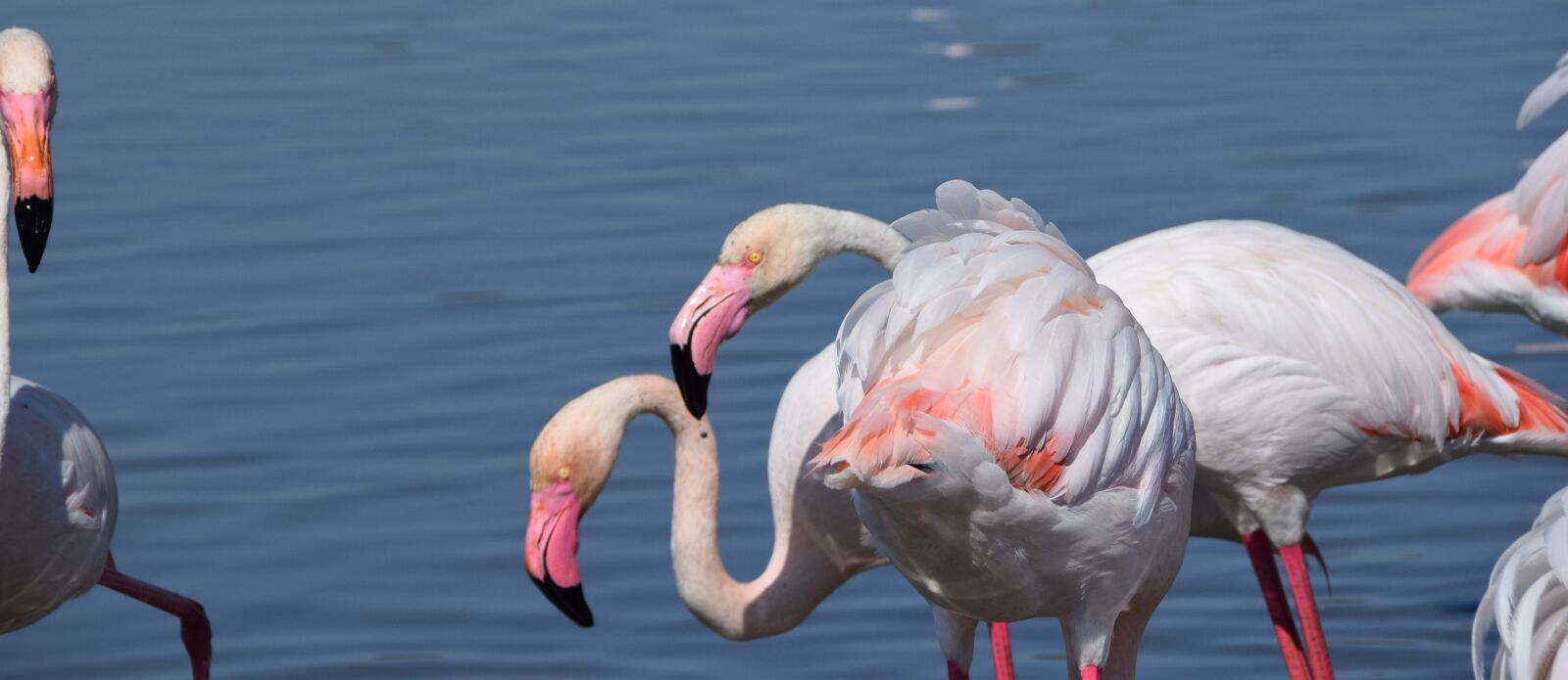 Nikon D5300 sample photo. Camargue, pink flamingo, birds photography