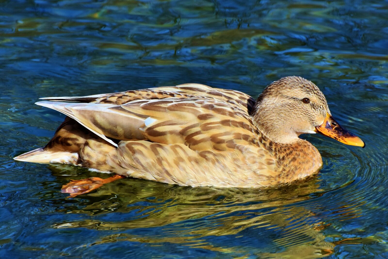 Nikon D7200 sample photo. Duck, mallard, water bird photography