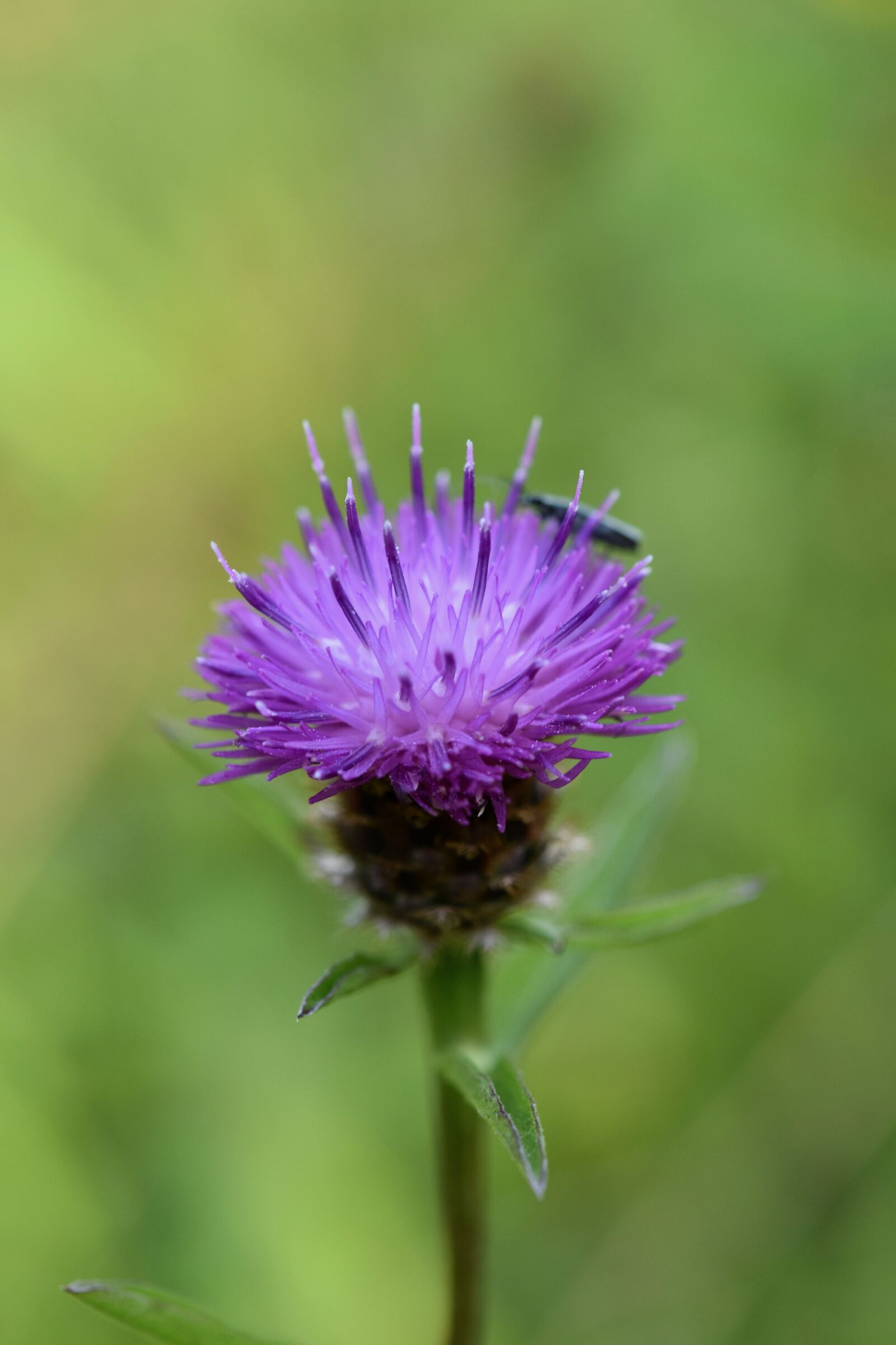 Nikon D5600 sample photo. Flower, dandelion, wild flower photography