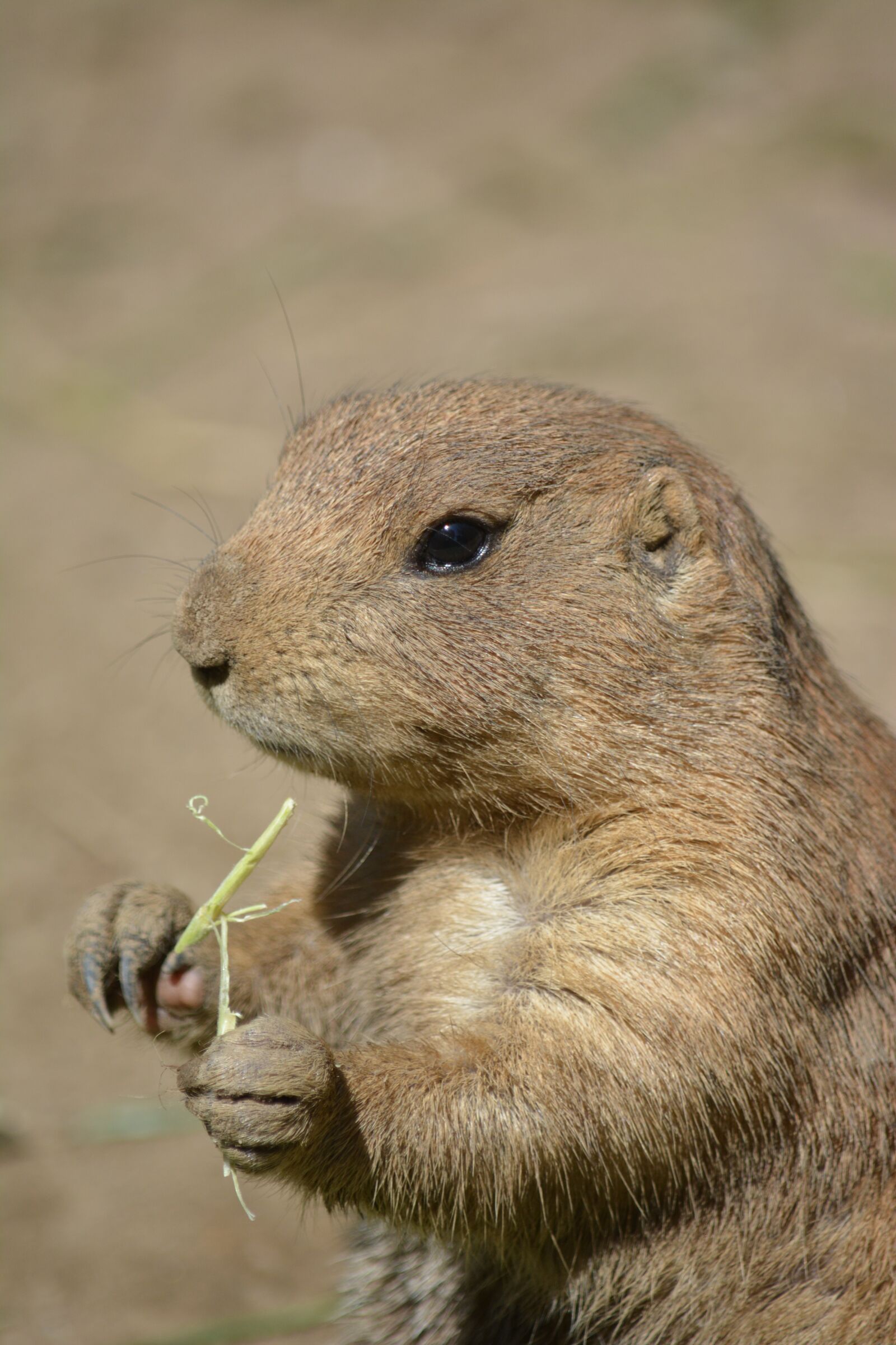 Nikon D5200 sample photo. Animal world, mammal, animal photography