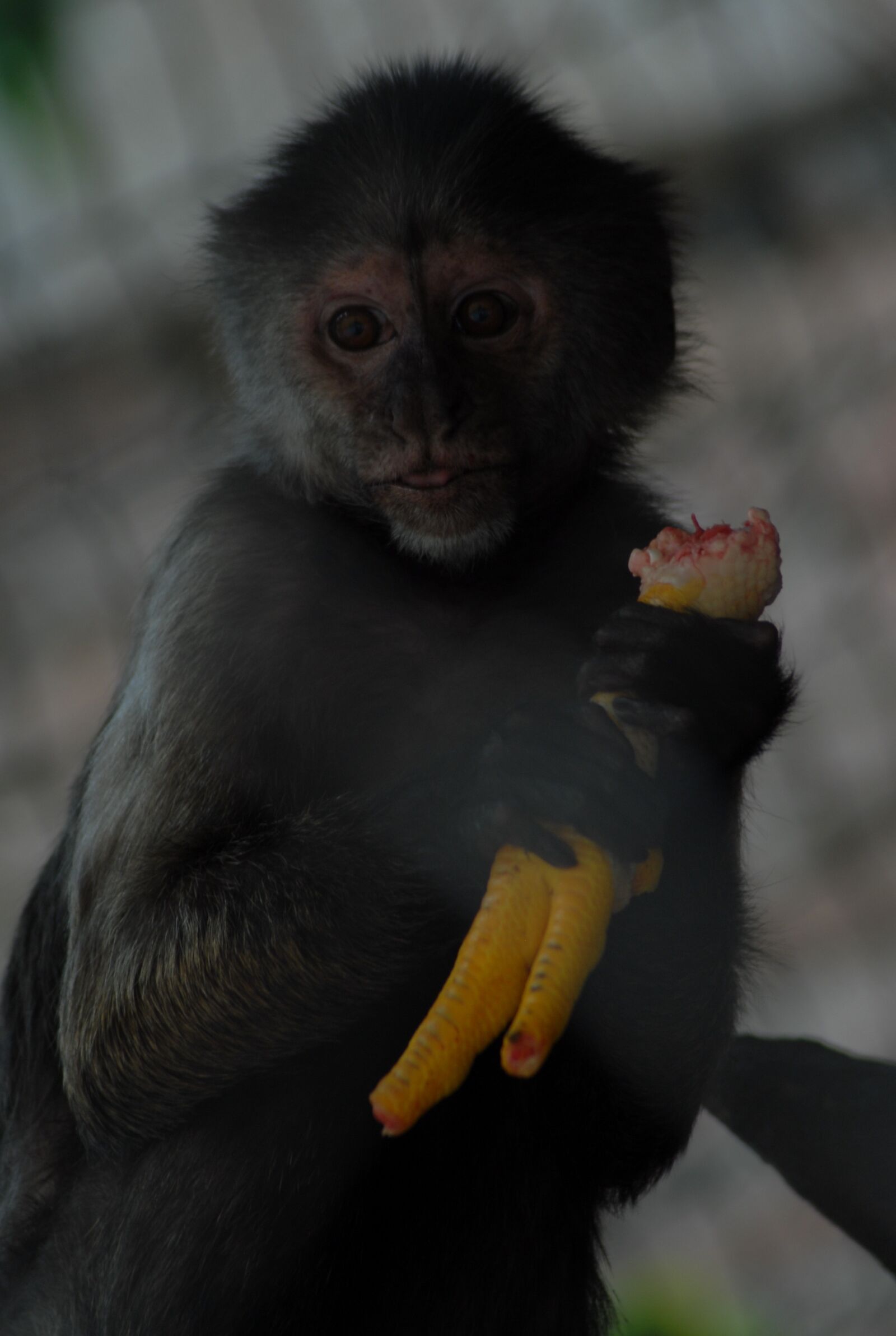 Nikon D200 sample photo. Zoo, animal, nature photography