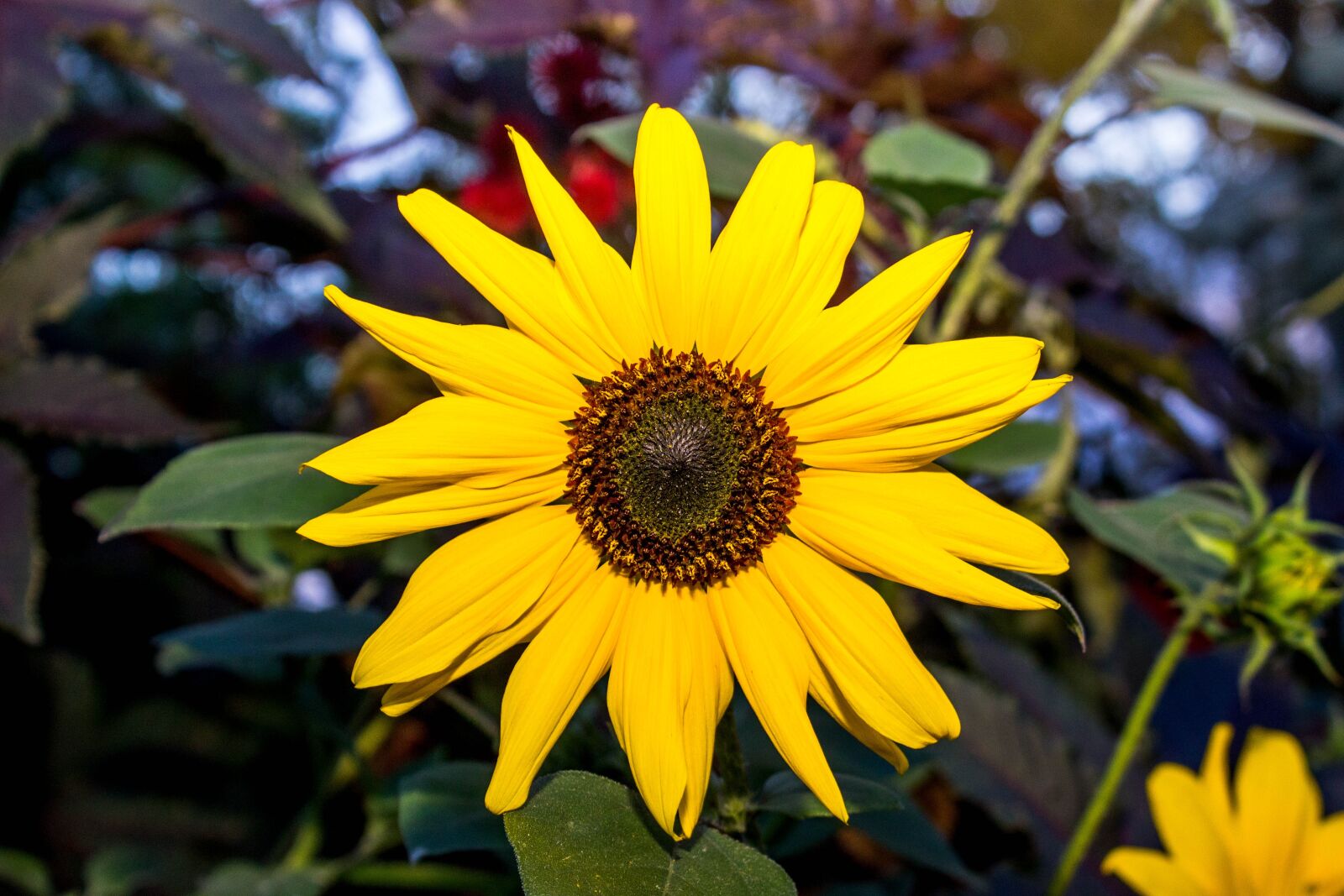Canon EOS 600D (Rebel EOS T3i / EOS Kiss X5) sample photo. Flora, nature, flower photography