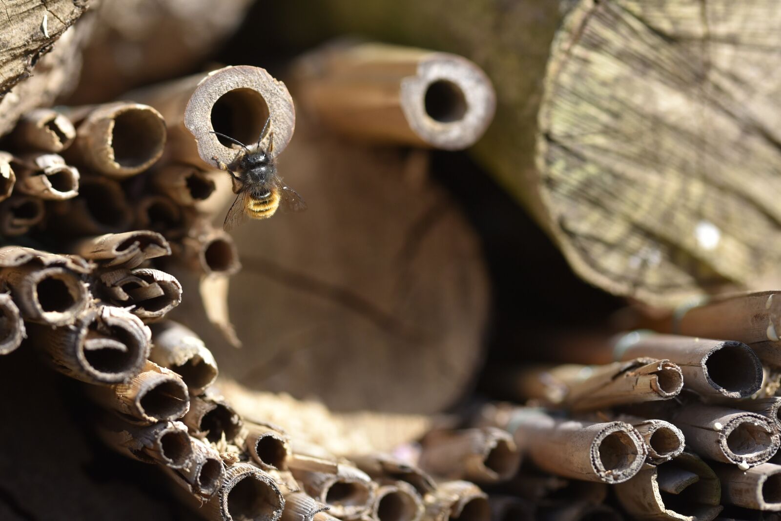 Nikon D750 sample photo. Solitary bee, bee, wild photography