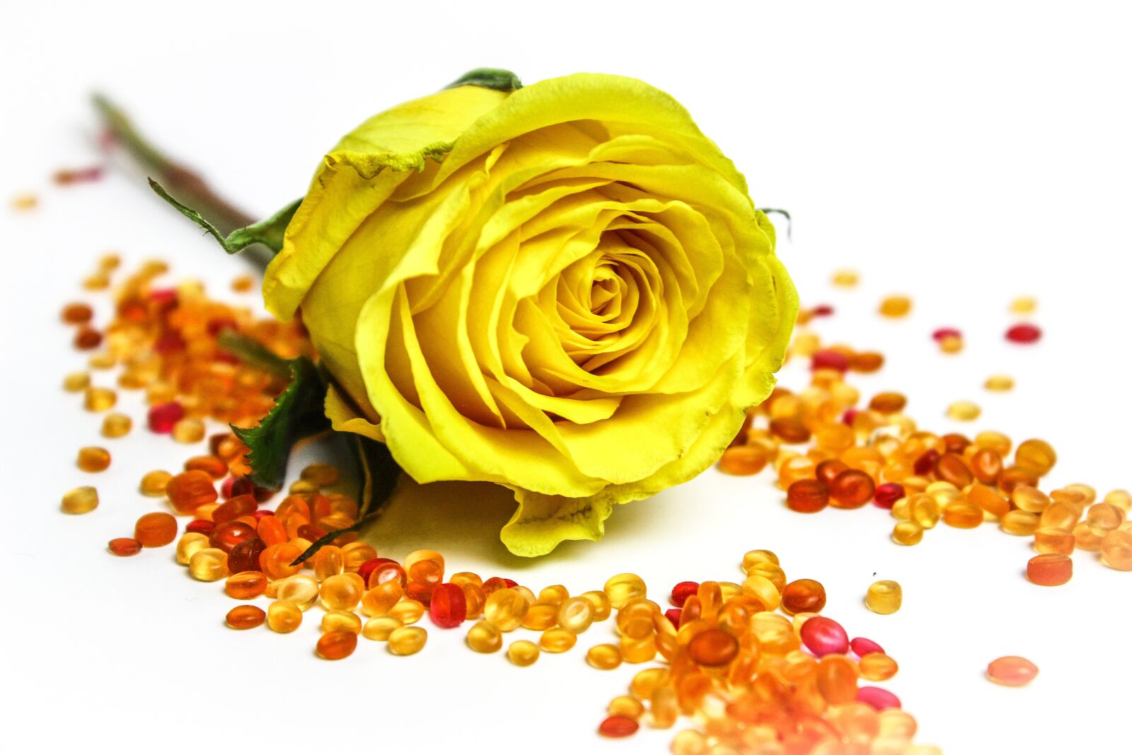 Canon EOS 600D (Rebel EOS T3i / EOS Kiss X5) sample photo. Yellow rose, yellow, rose photography