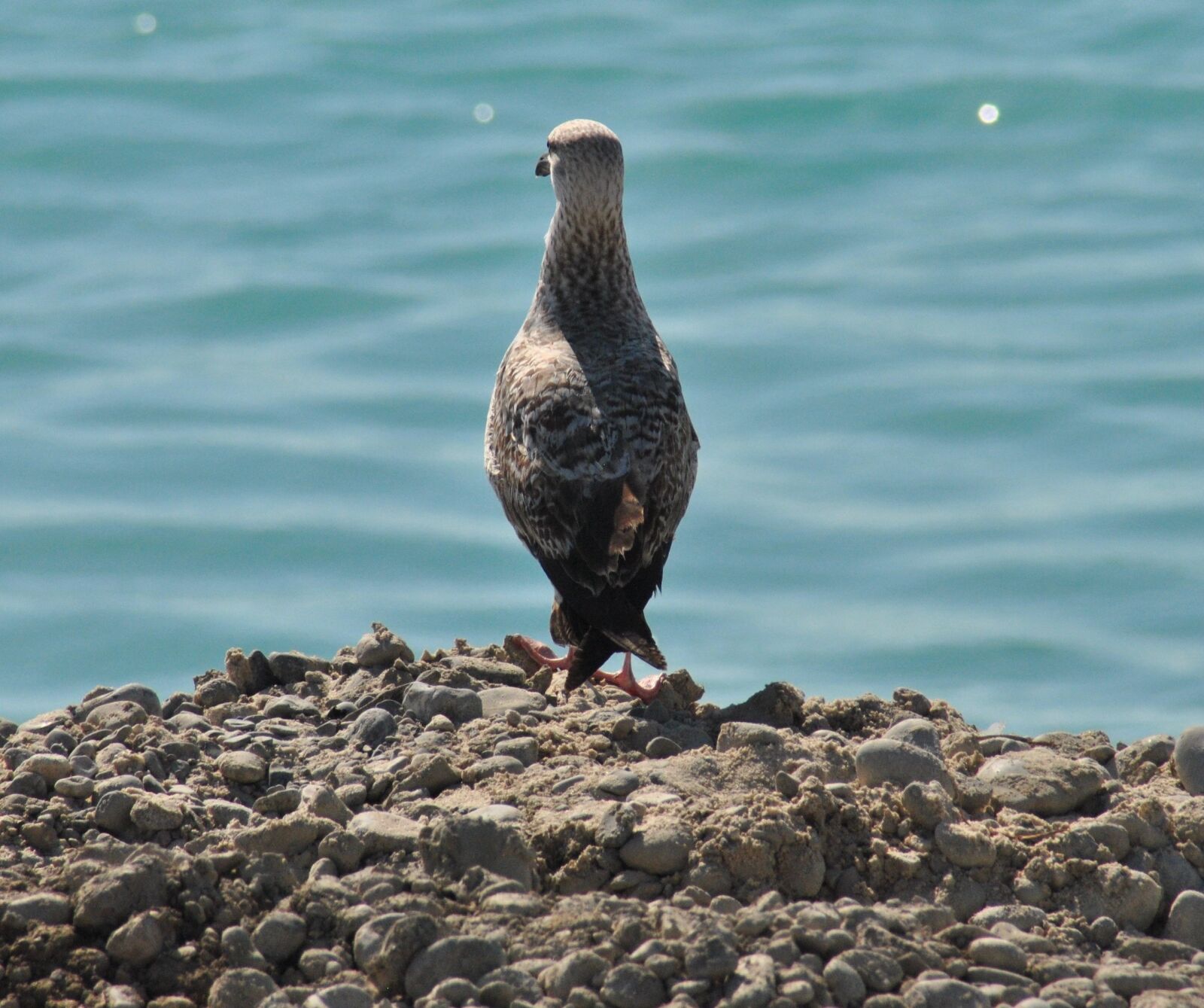 Nikon D3000 sample photo. Gull at sea, seagull photography