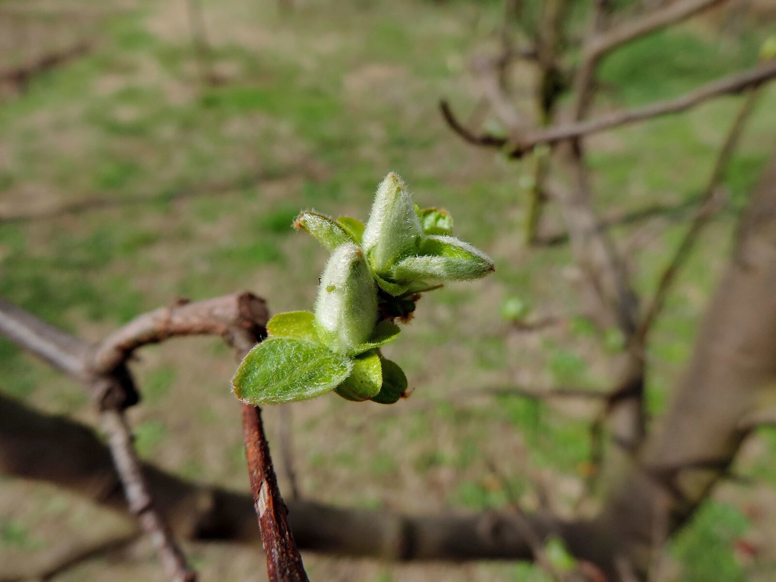 Nikon Coolpix P520 sample photo. Flower bud, green leaves photography