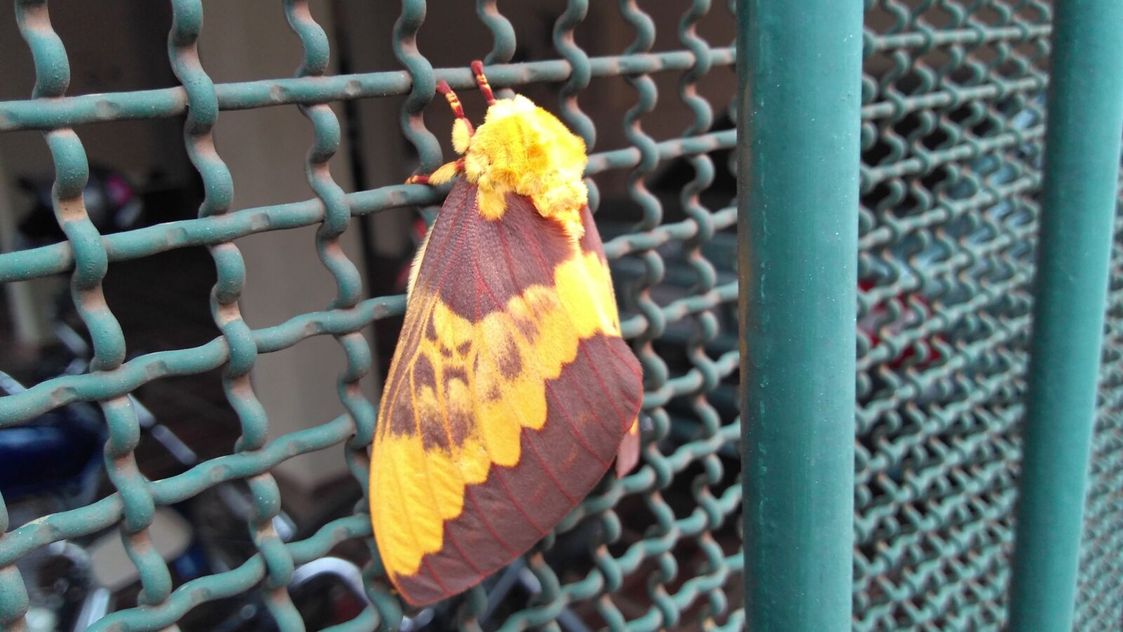 Motorola Moto G Play sample photo. Butterfly, mariposa, witch photography