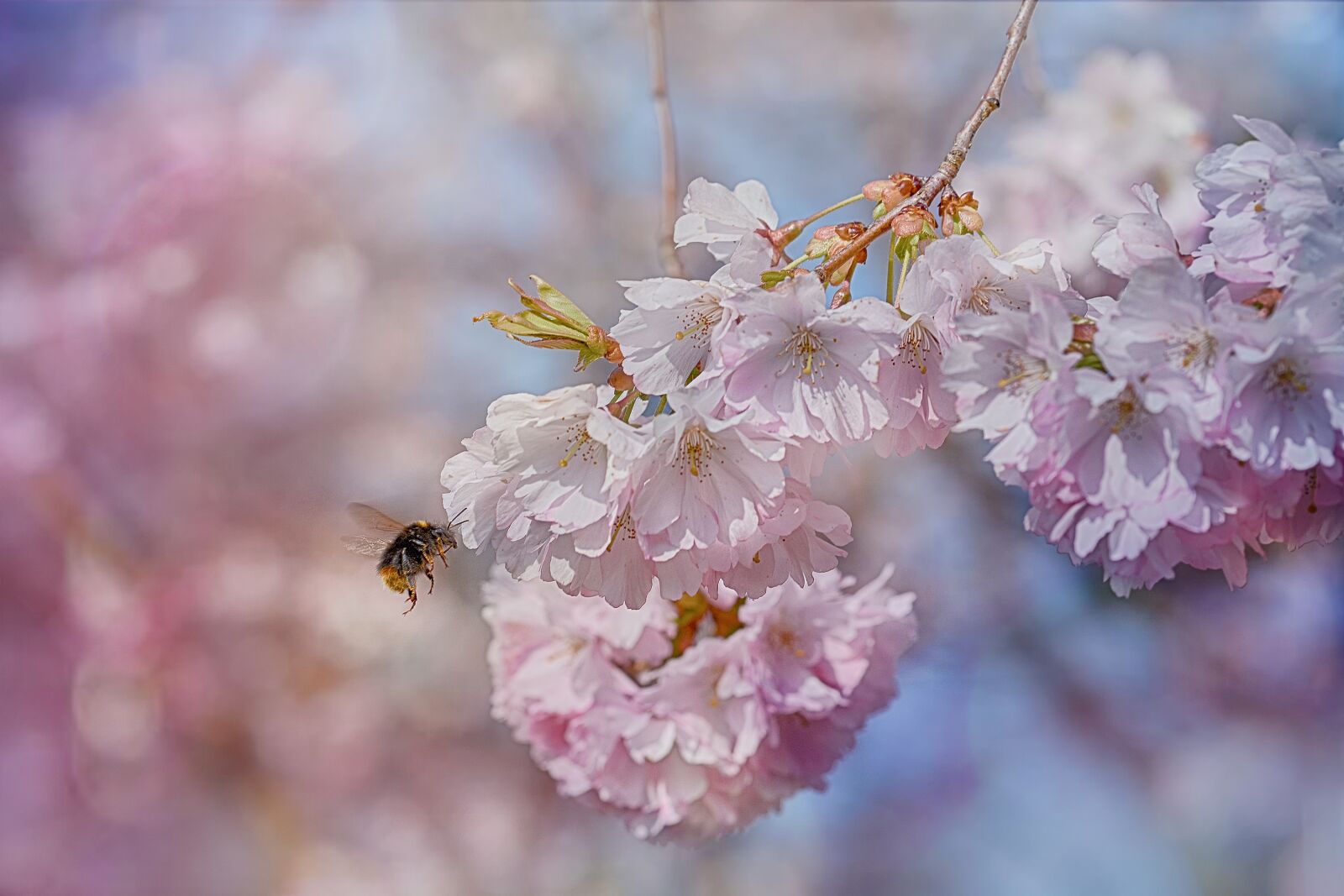Nikon D7100 sample photo. Bee, blossom, spring photography