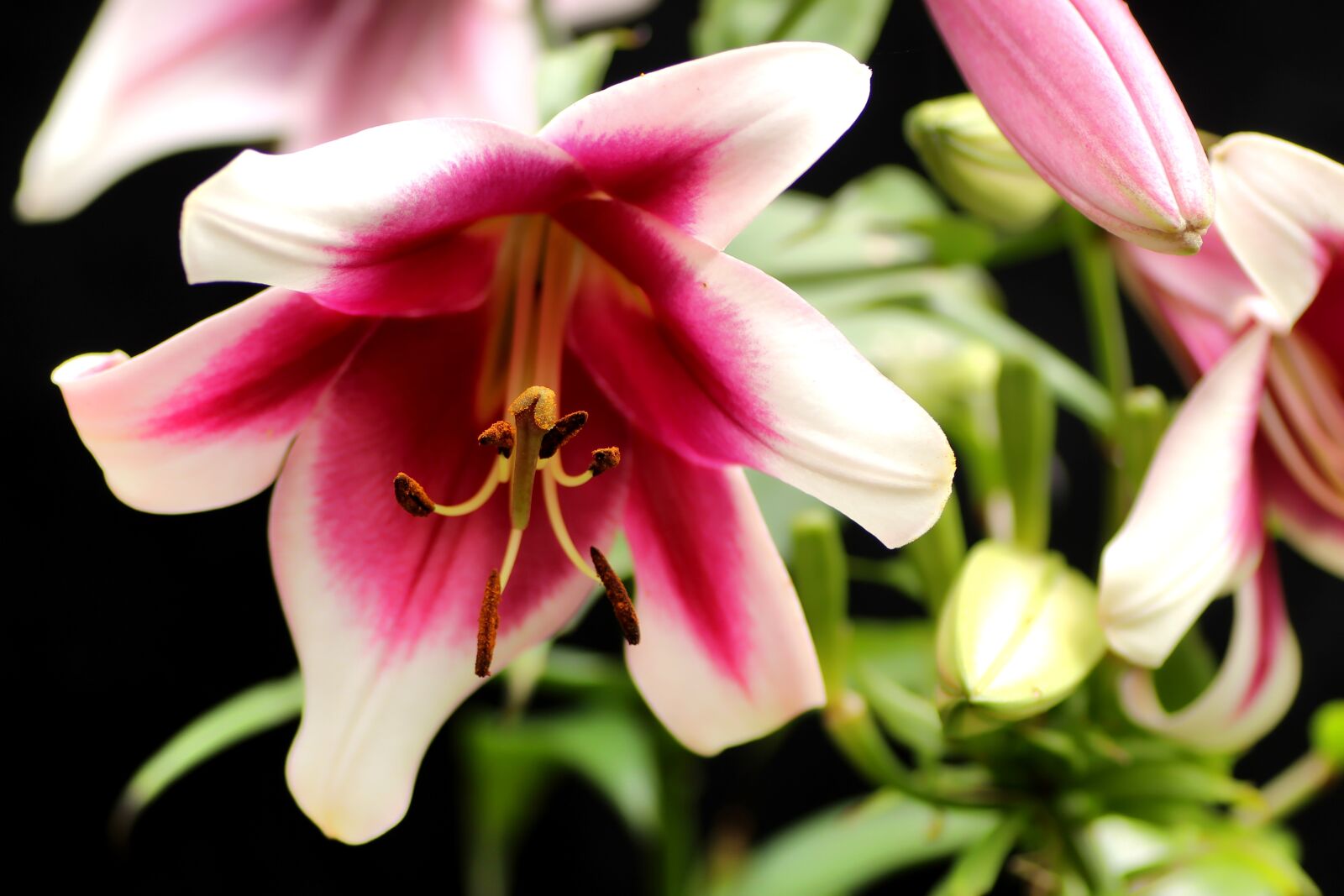 Tamron SP 90mm F2.8 Di VC USD 1:1 Macro sample photo. Lily, lilies, ornamental plant photography