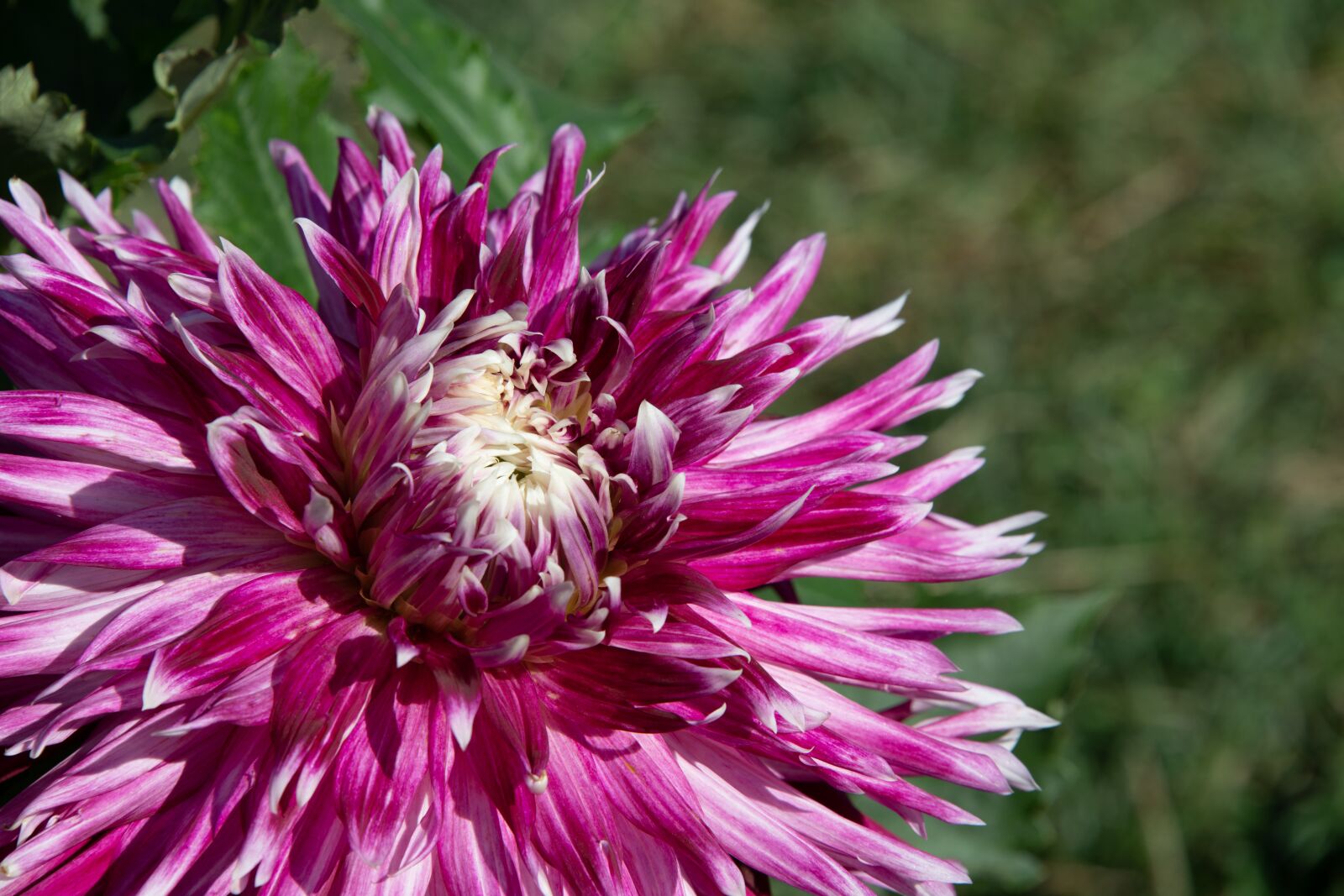 Nikon D850 sample photo. Dahlia, flower, blossom photography