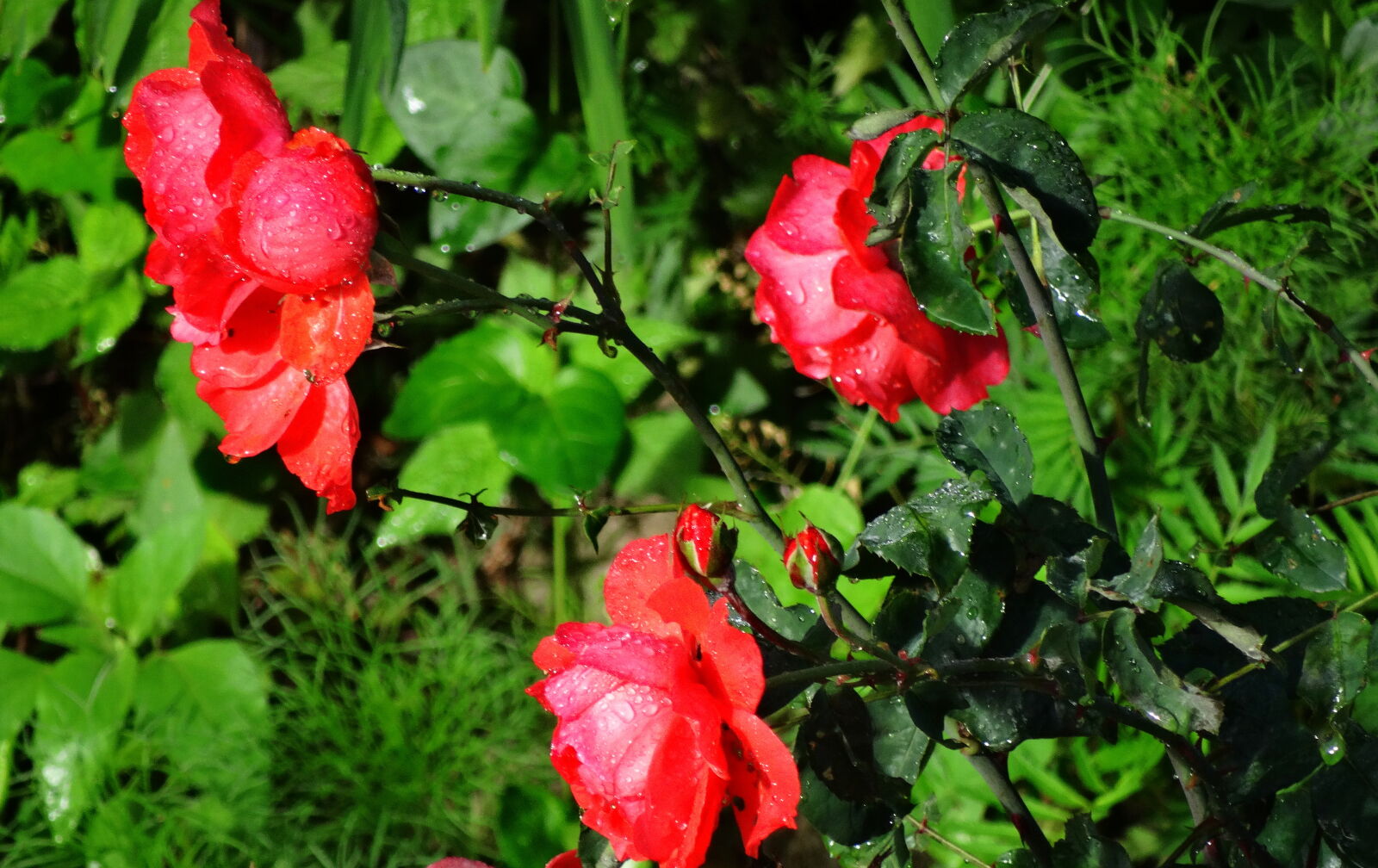 Sony Cyber-shot DSC-HX300 sample photo