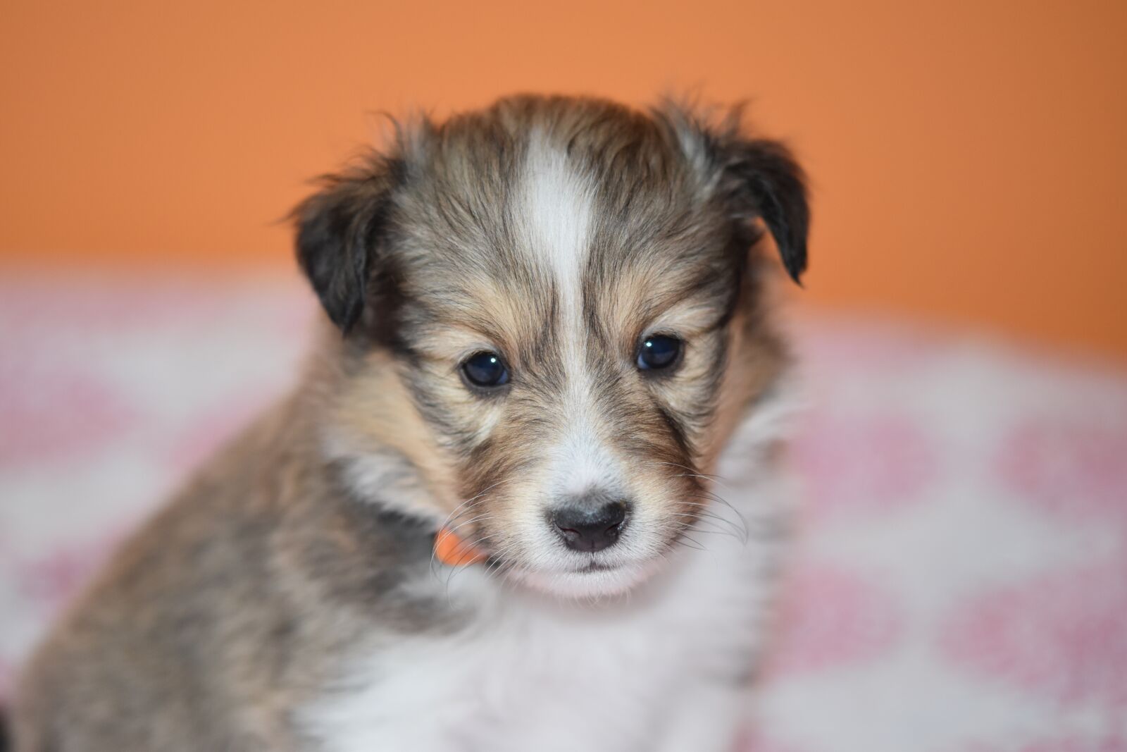 Nikon D5600 sample photo. Puppy, puppy shetland sheepdog photography
