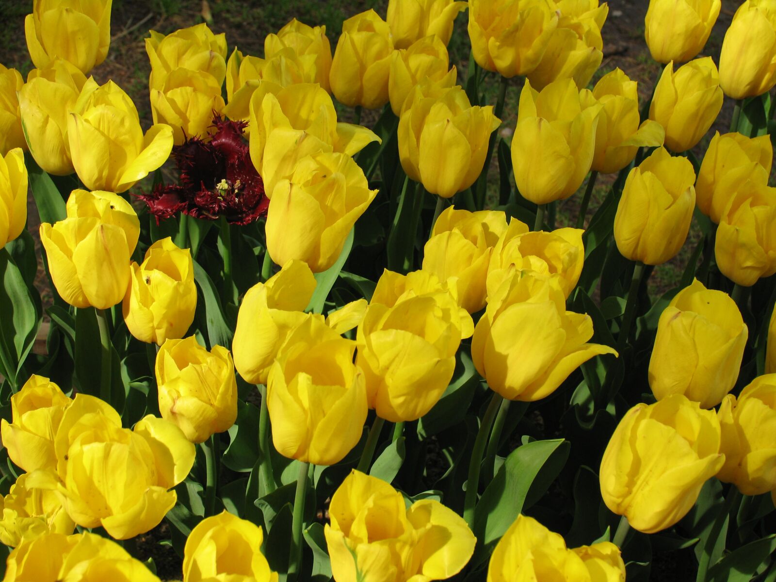 Canon POWERSHOT PRO1 sample photo. Flowers, park, tulips photography