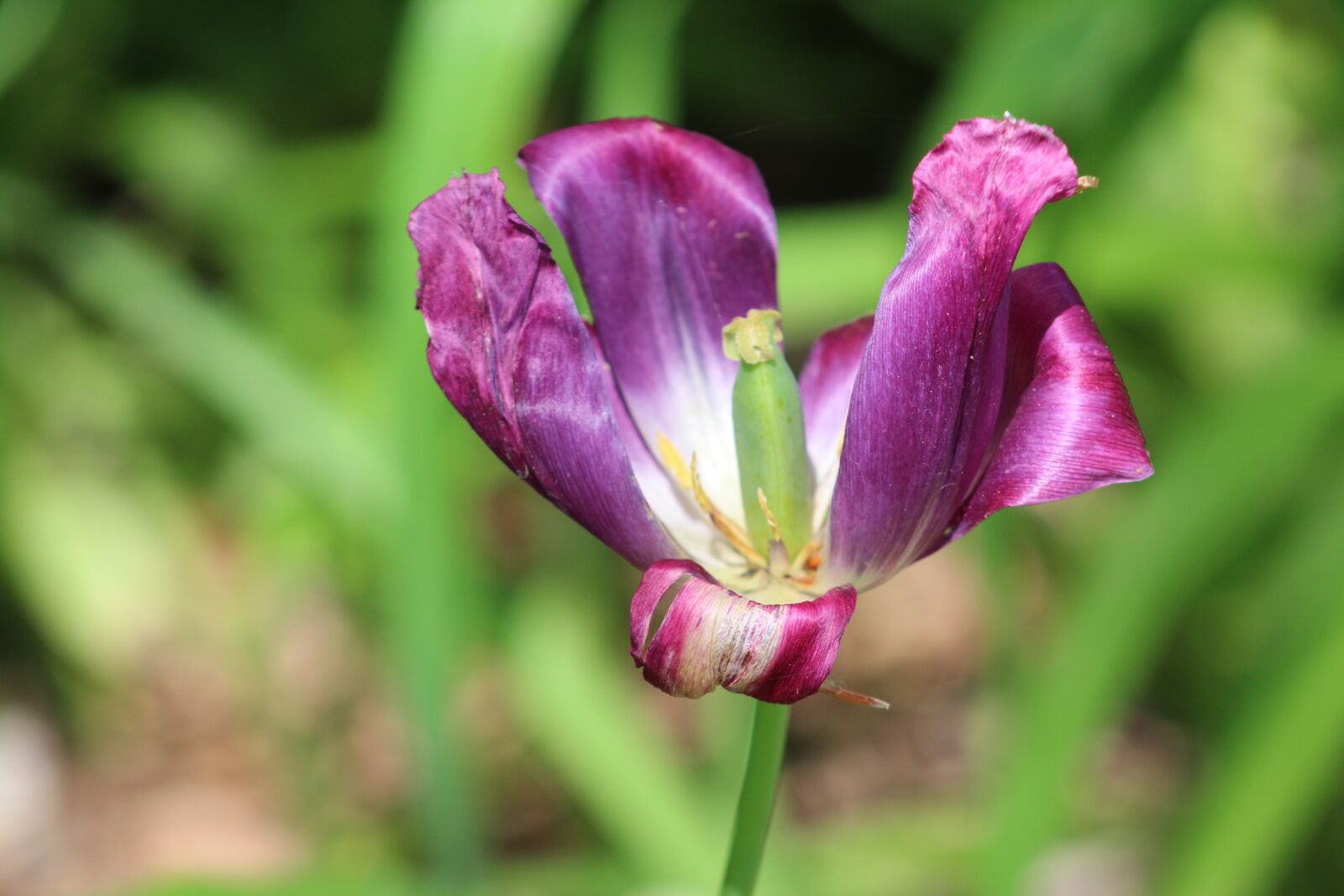 Canon EOS 700D (EOS Rebel T5i / EOS Kiss X7i) sample photo. Nature, spring, flower photography