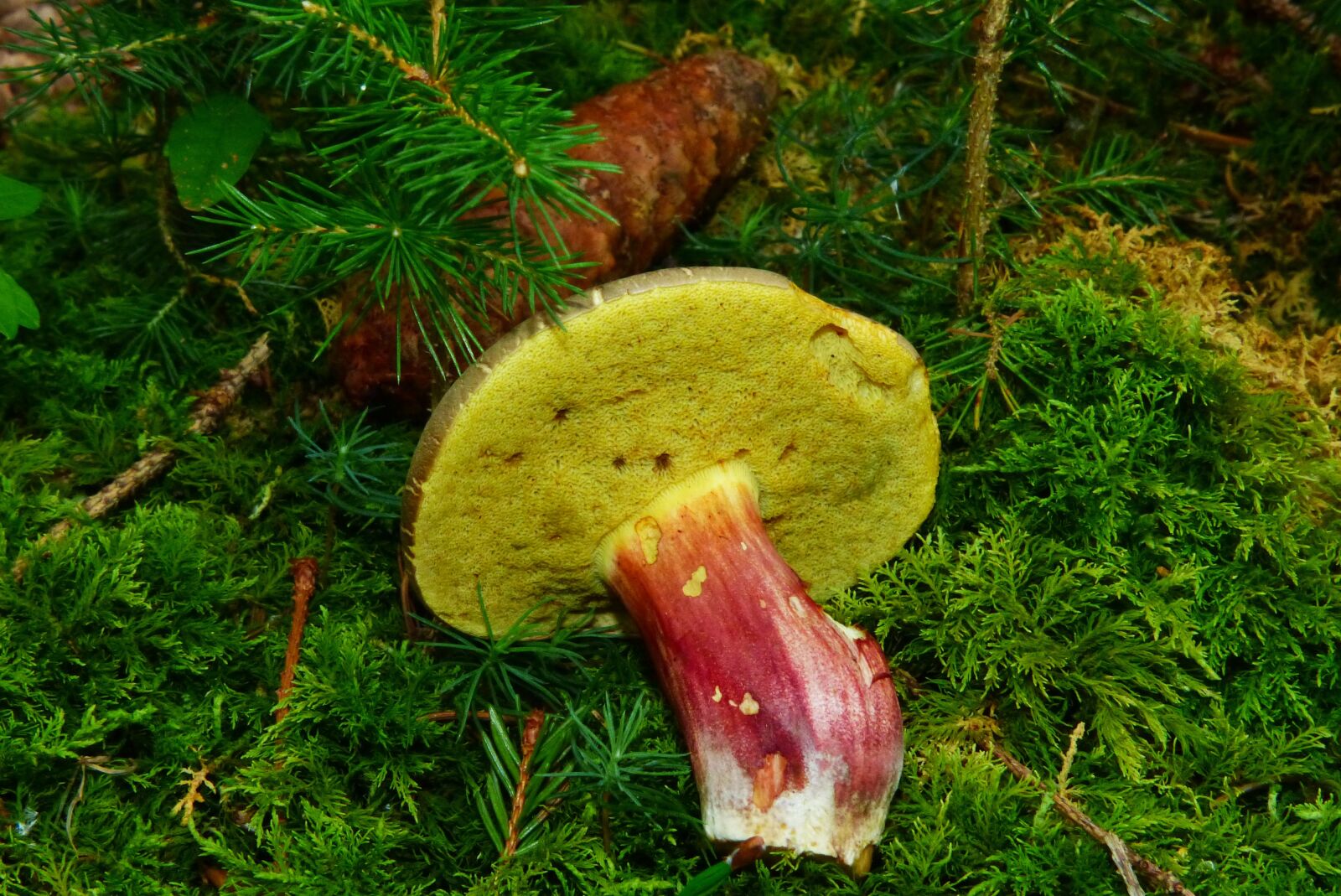 Panasonic Lumix DMC-FZ200 sample photo. Rotfu r hrling, mushroom photography