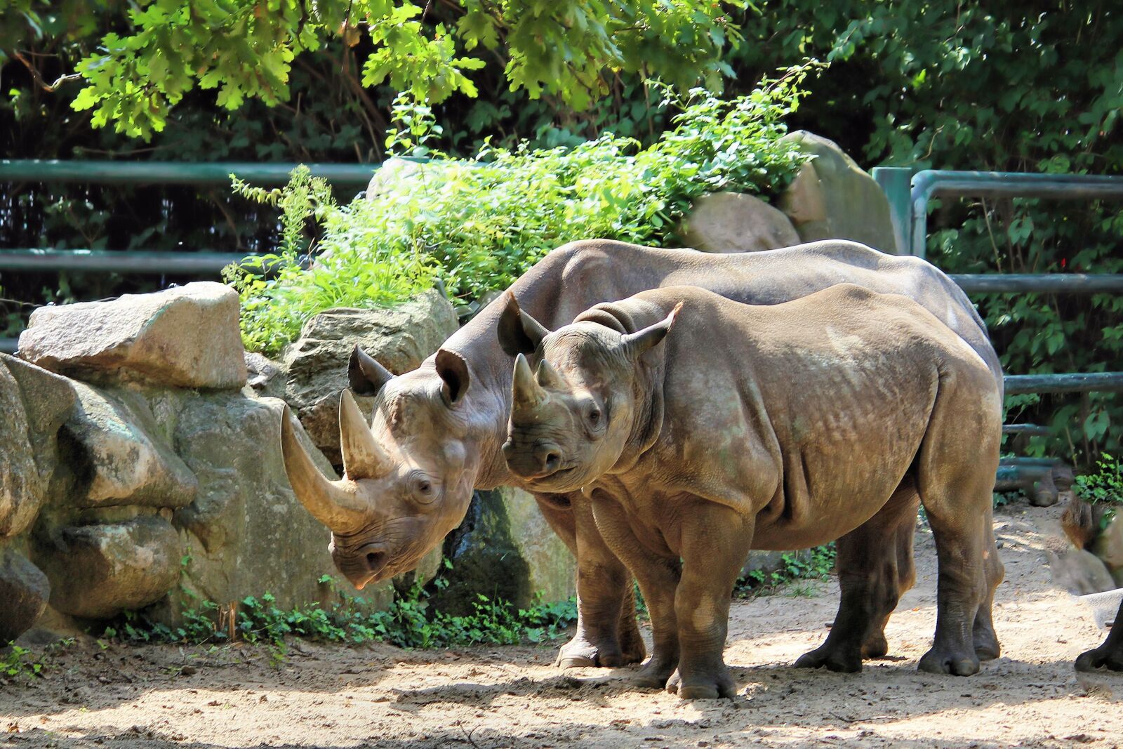 Canon EOS 600D (Rebel EOS T3i / EOS Kiss X5) sample photo. Rhino, pachyderm, big game photography
