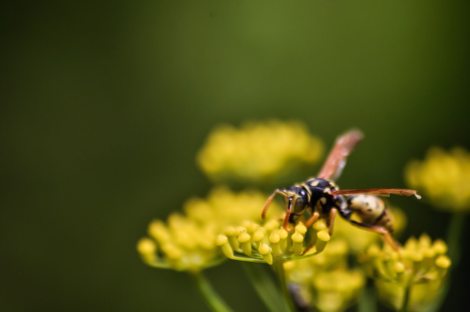 Nikon D90 sample photo. Fennel, wasp, buts photography