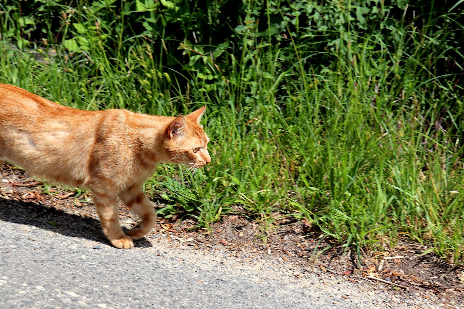 Canon EOS 800D (EOS Rebel T7i / EOS Kiss X9i) sample photo. Cat, felines, felids photography